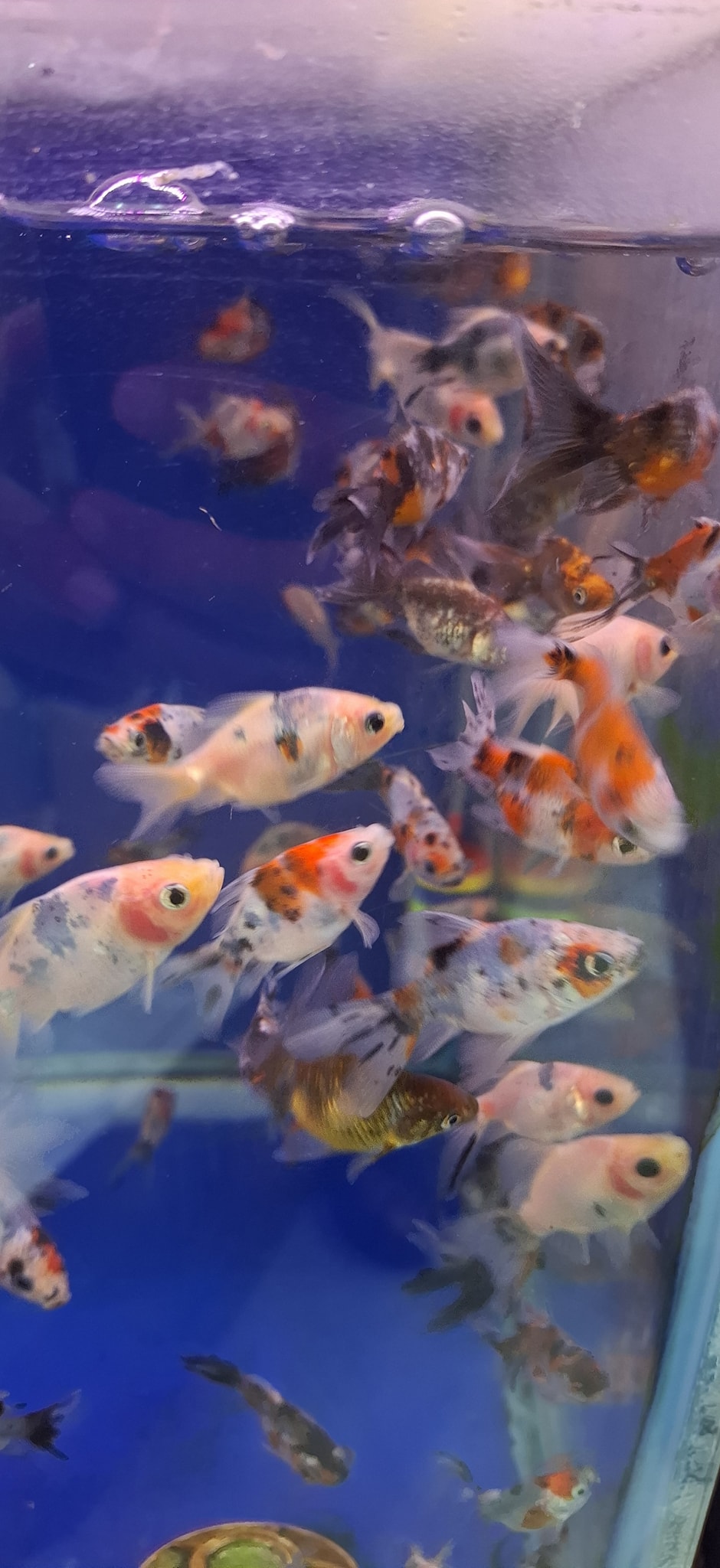 Hamza fish eleulma added a new photo. - Hamza fish eleulma