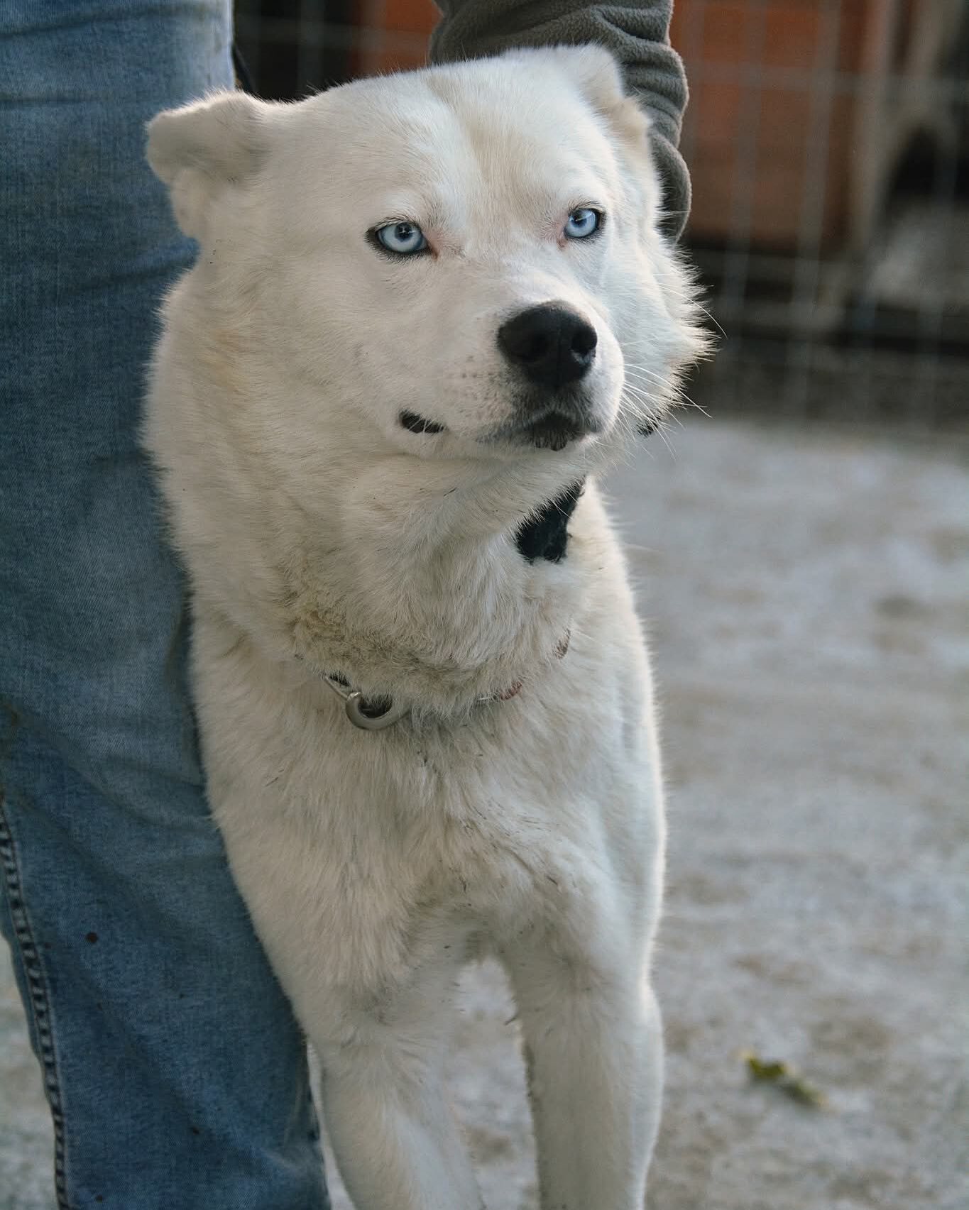 PetCrew - Name: Alpha Rasse: Husky-Mix Geschlecht: männlich ...