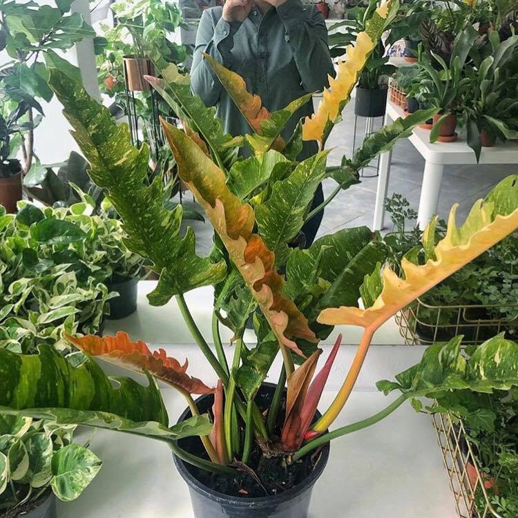 Romyen Garden Philodendron Ring Of Fire Facebook