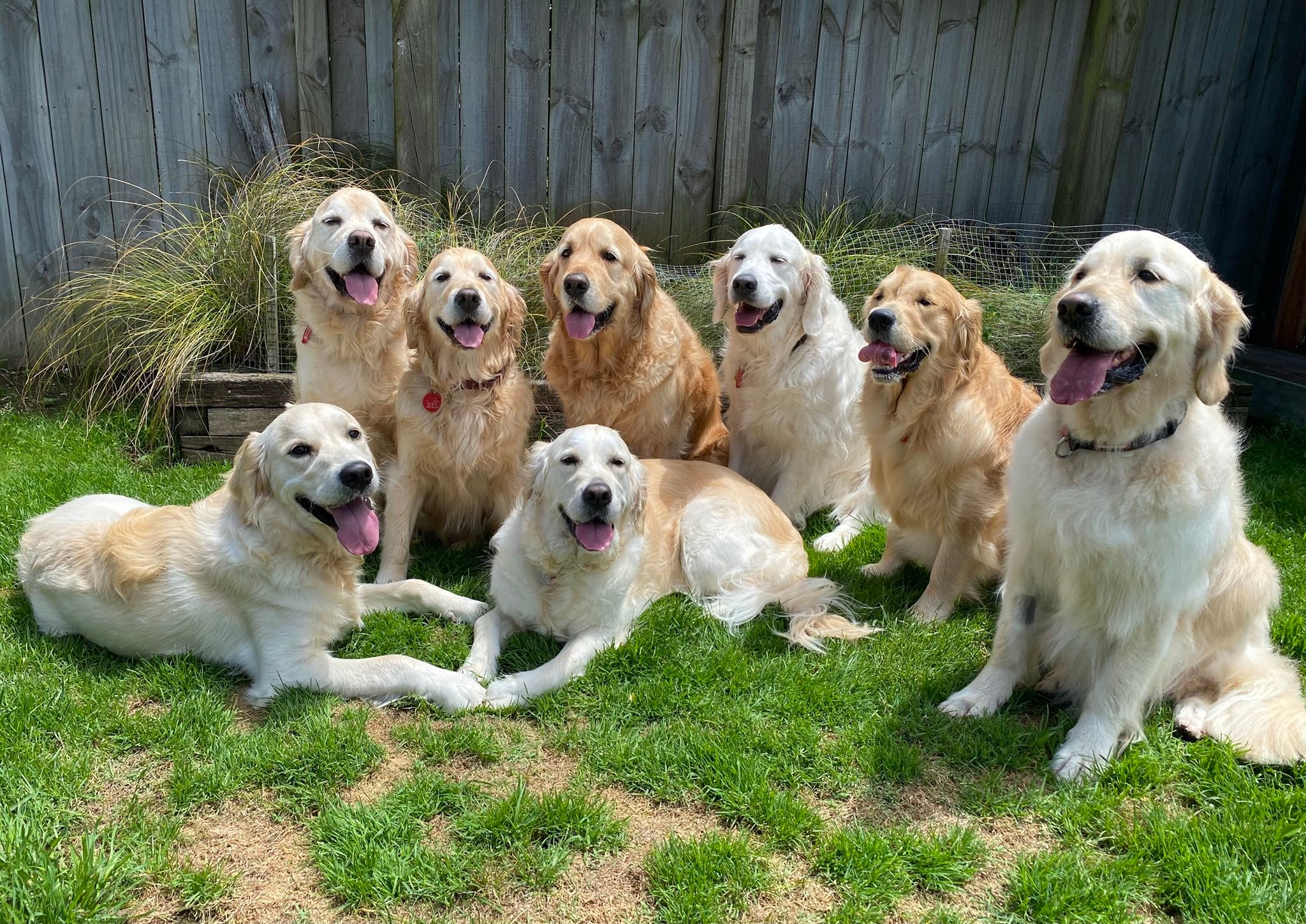 Golden - Weekend kids Hugo, Guinness, Daisy, Maddie, Parker,Arlo, Bodhi ...