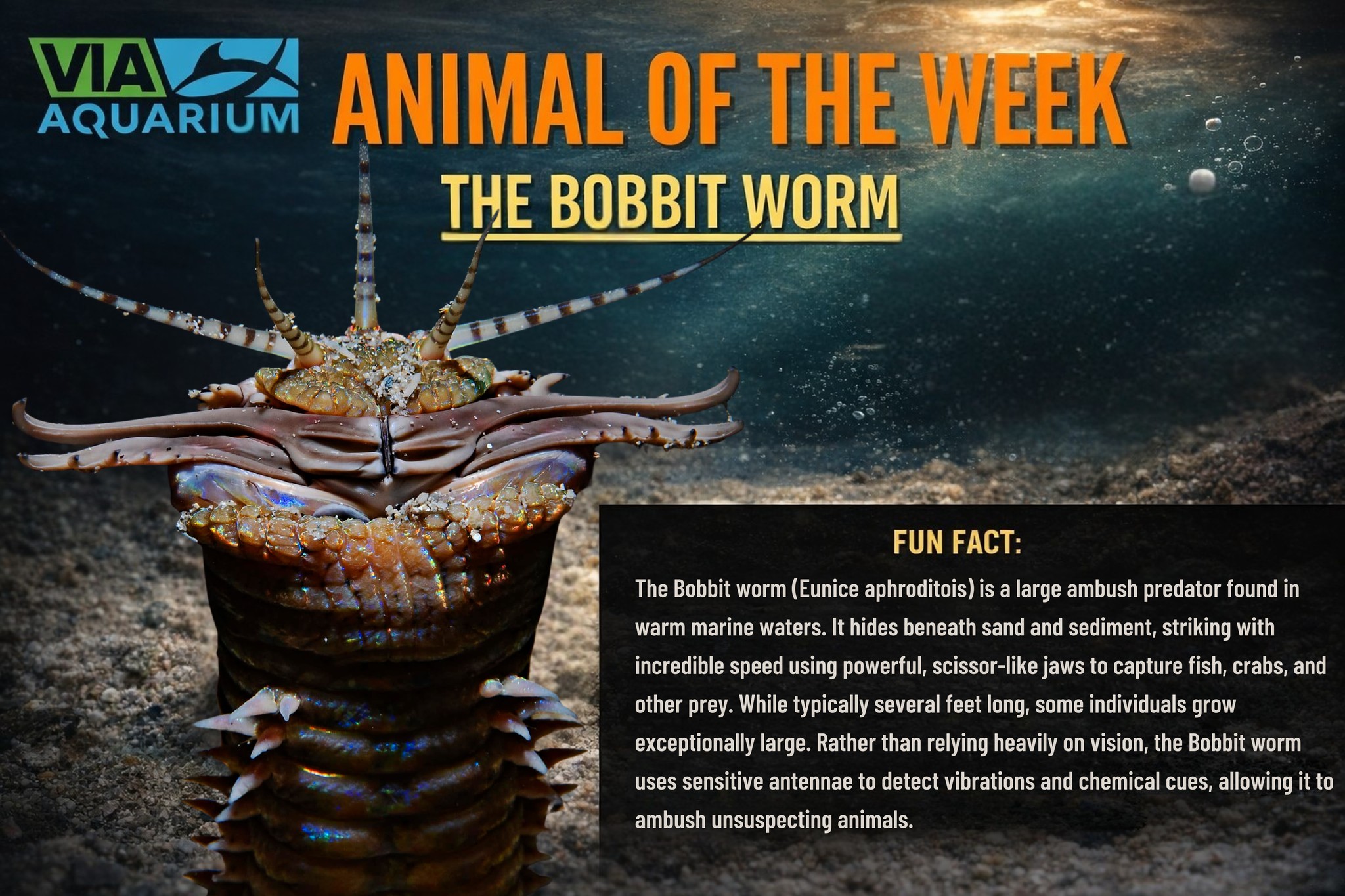 Via - Animal of the Week: The Bobbit Worm ! Lurking beneath the ...