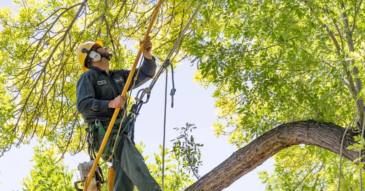 Reno Tree Service | Reno NV