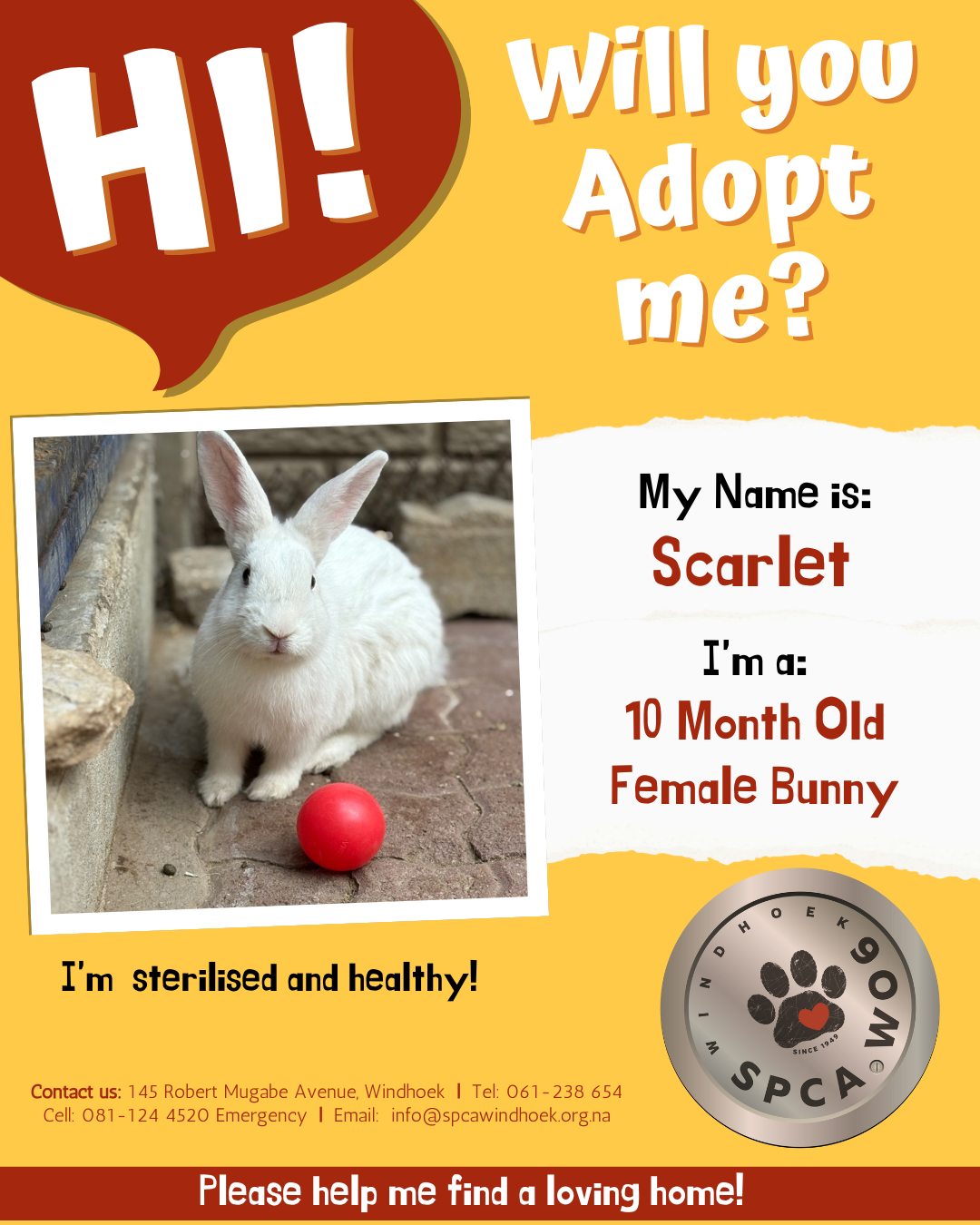 SPCA - Meet Scarlet 🐇 ️ Female | 10 Months Old | White Scarlet is a ...