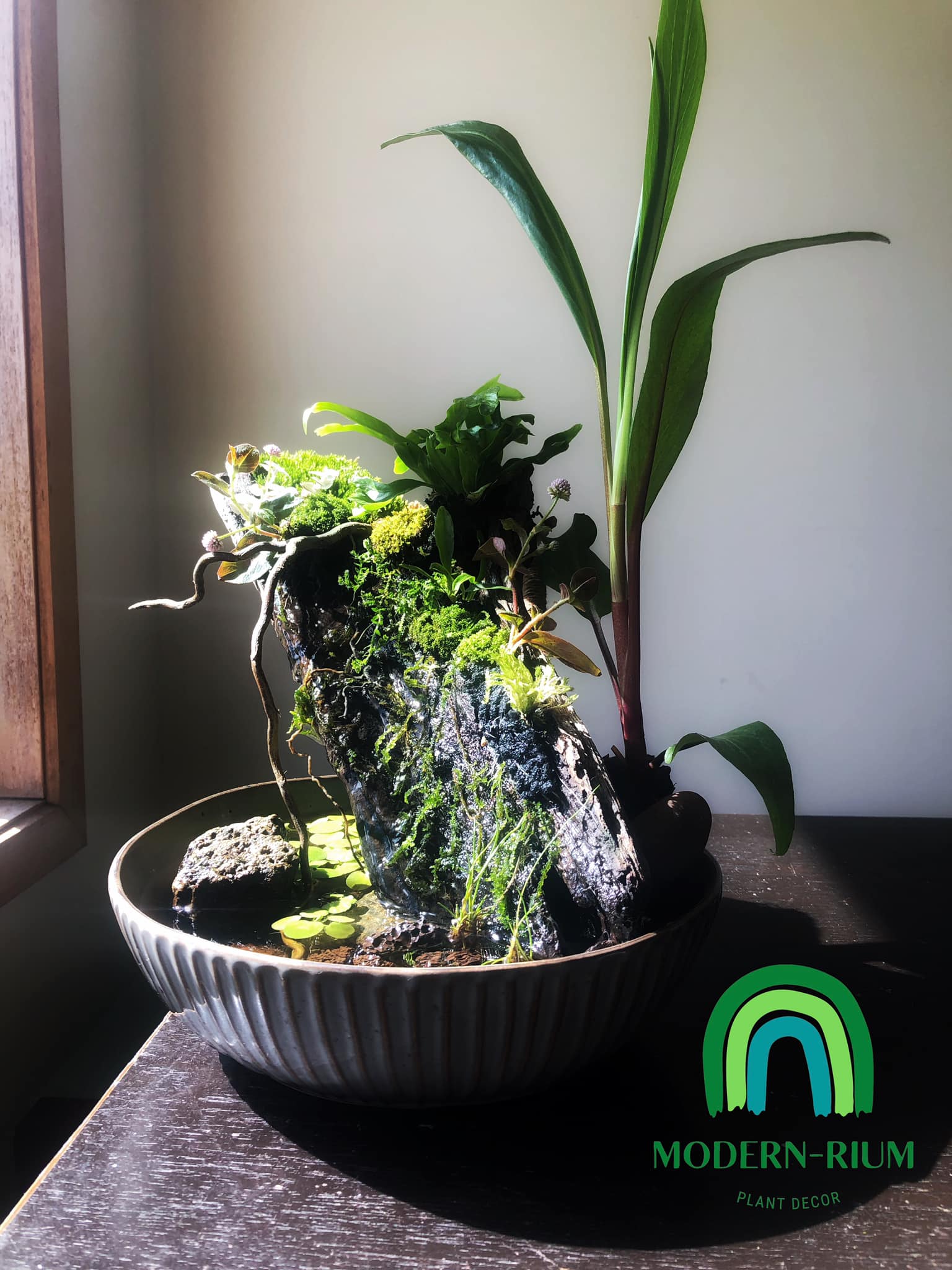 Modern-rium - Indoor water feature coming up nicely. This... | Facebook