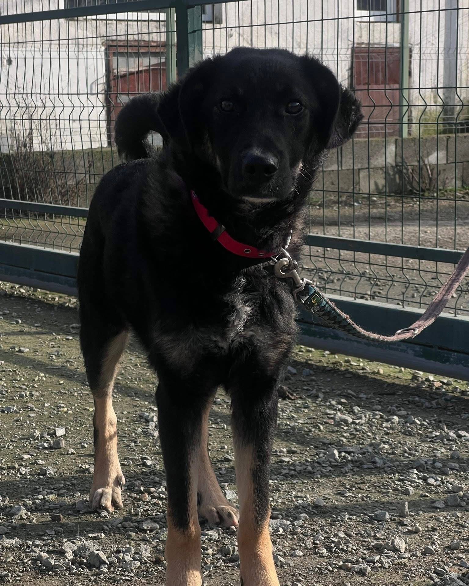 PetCrew - Name: Robin Rasse: Mischling Geschlecht: männlich ...