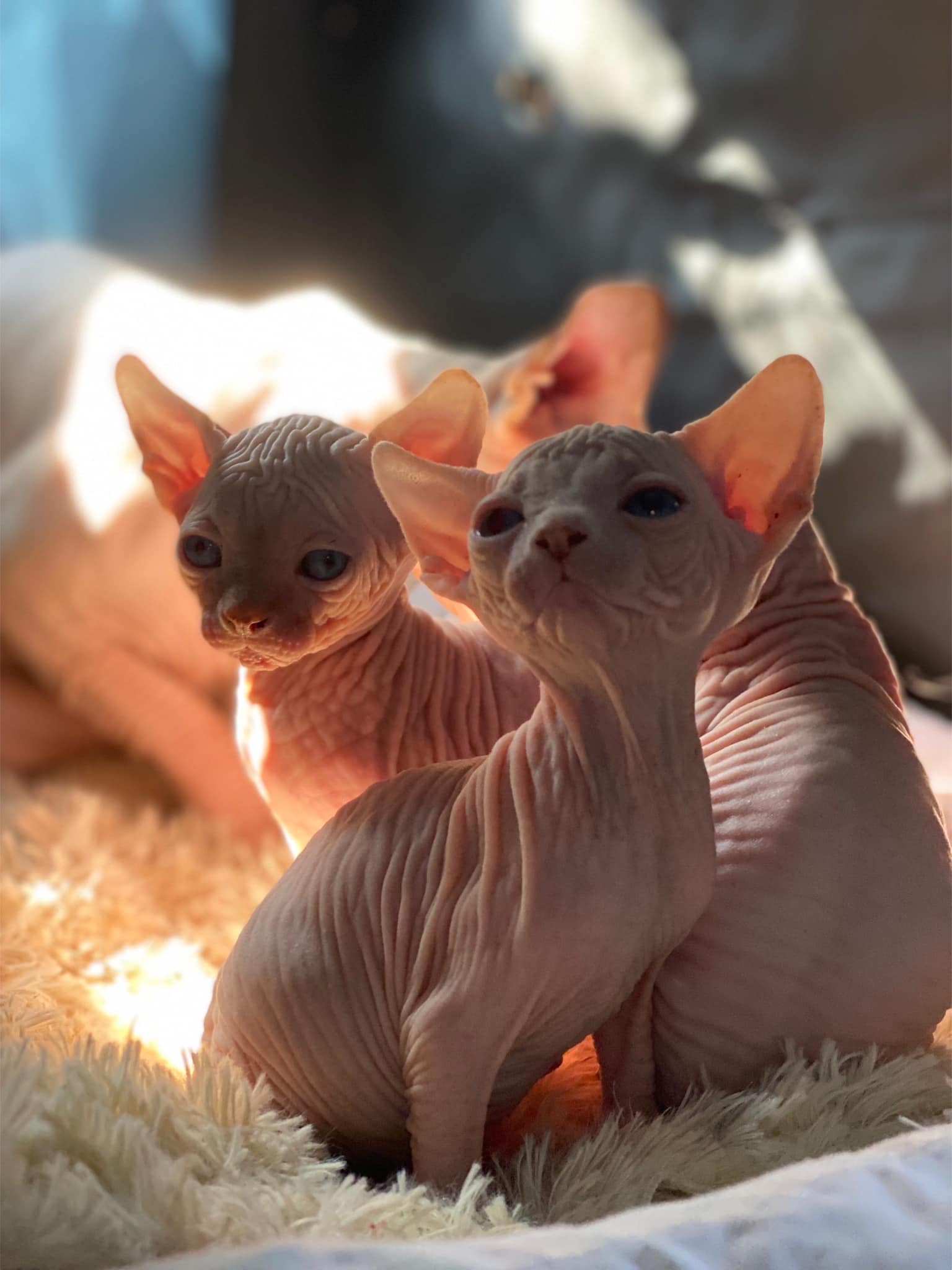 Naked Alien CZ - Cattery Canadian Sphynx and Devon Rex | Ceske Libchavy