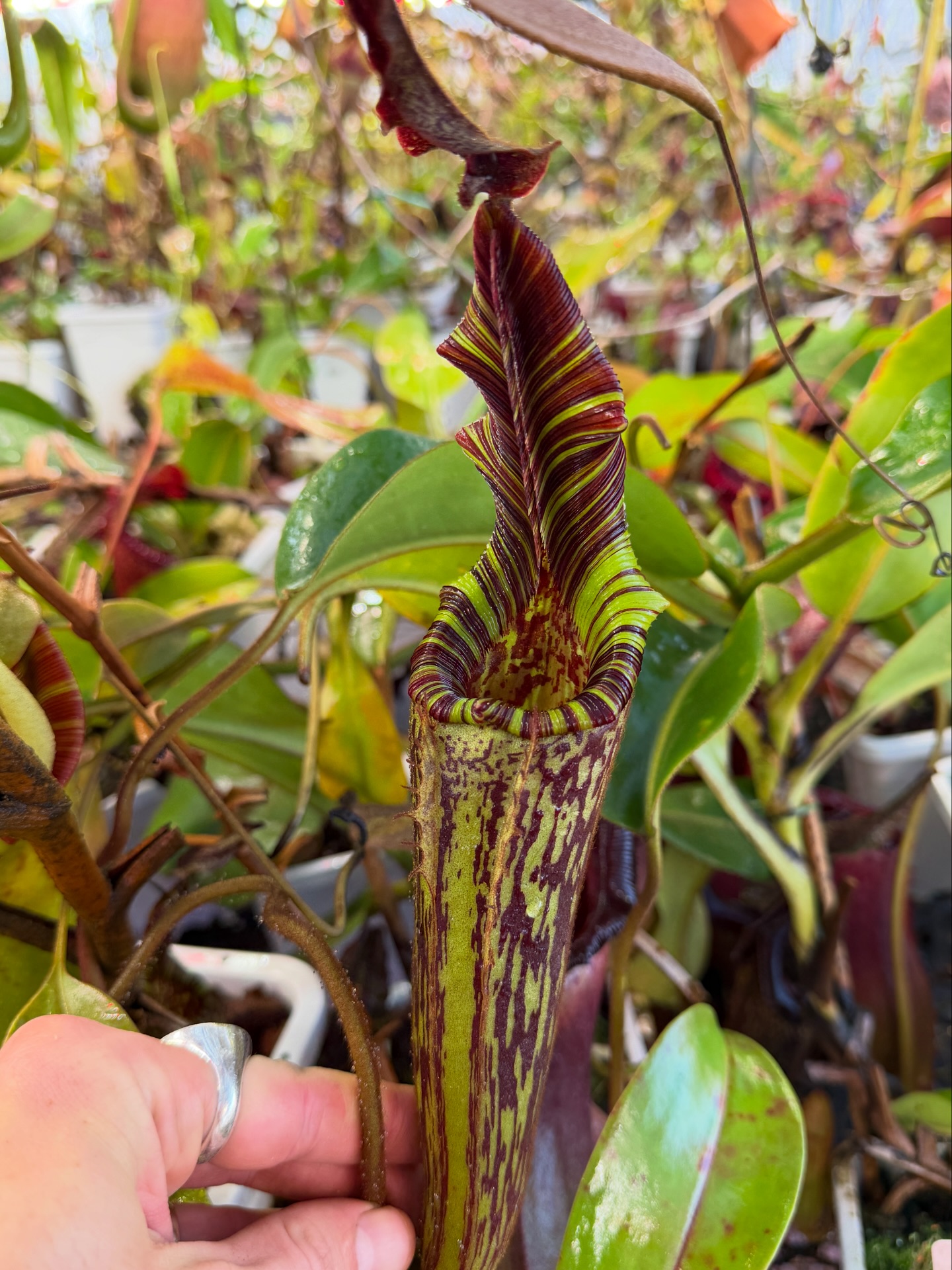 Nepenthes hurrelliana or mollis 🙂