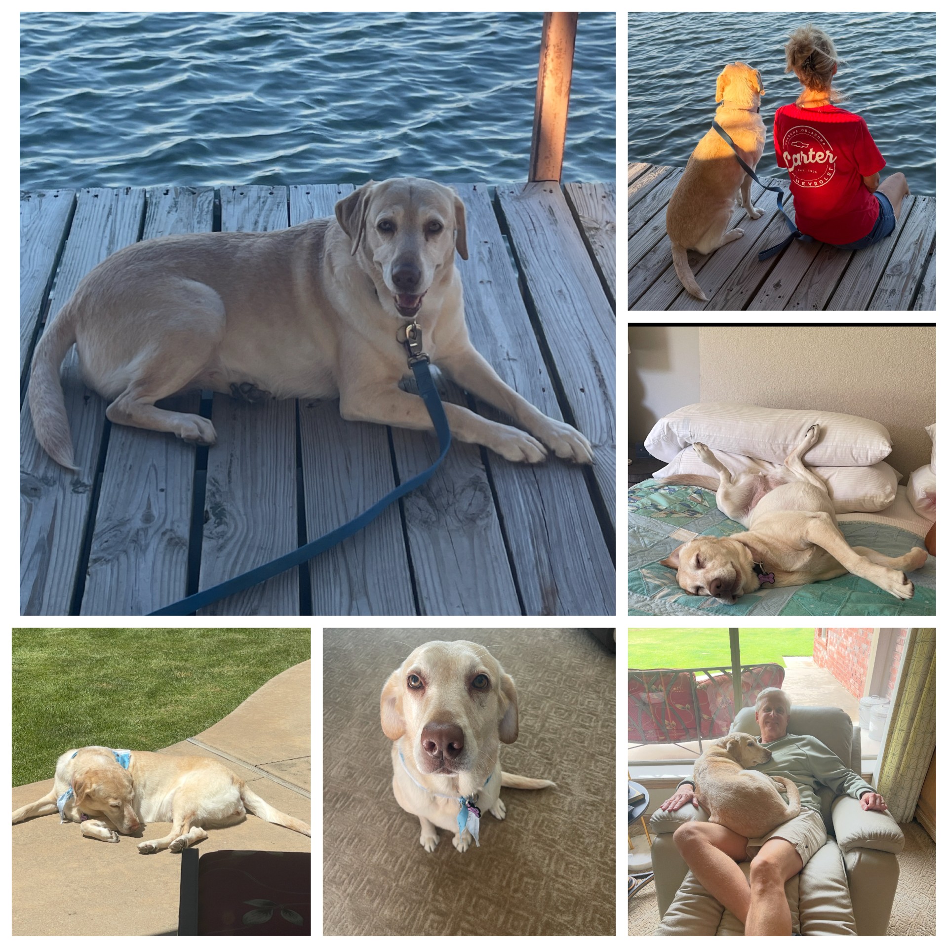 Lab - Alumni River 2, now Gracie, is living her best life! She’s loving ...