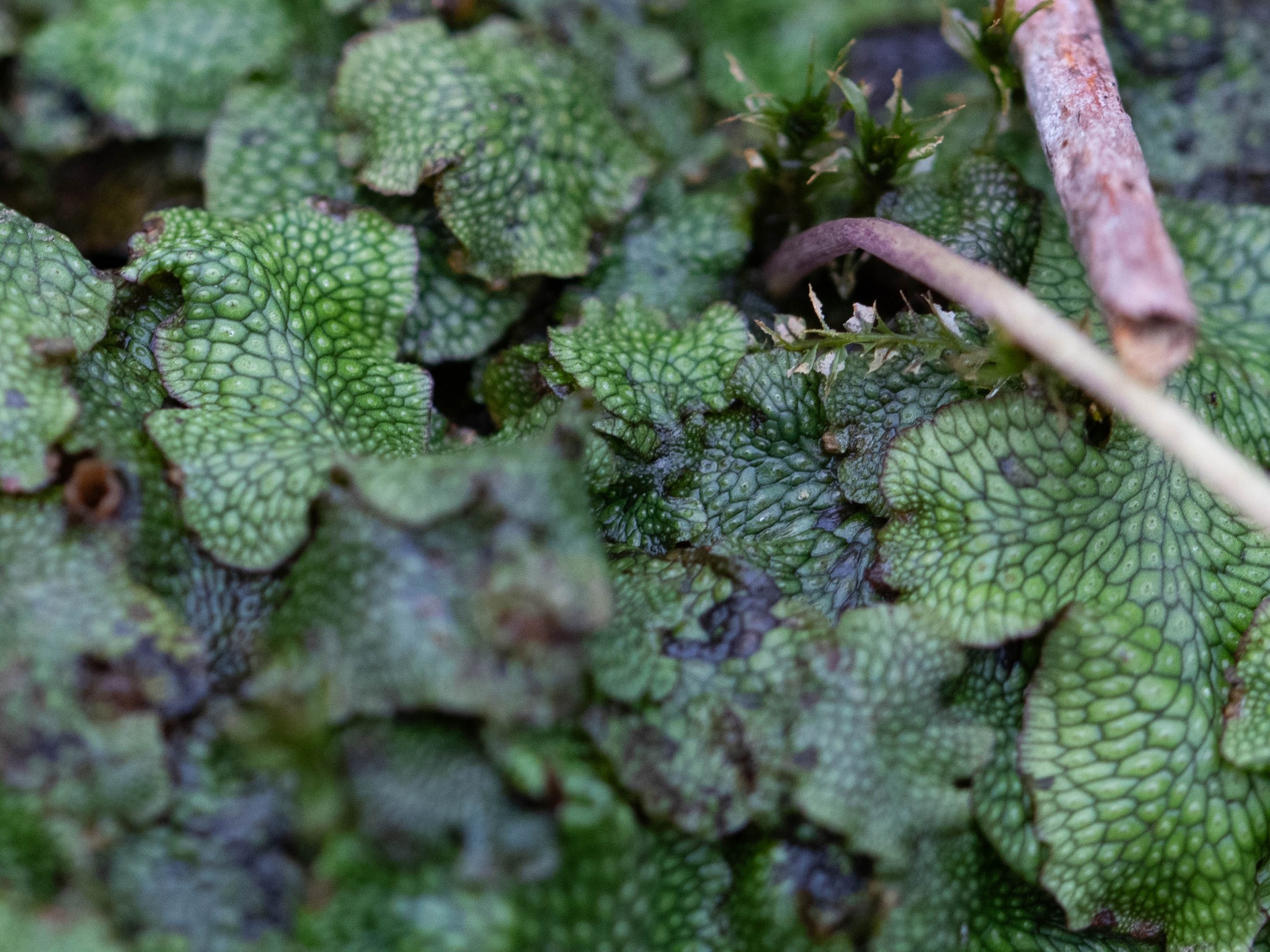 Lophocolea heterophylla liverwort growing on Conocephalum salebrosum
