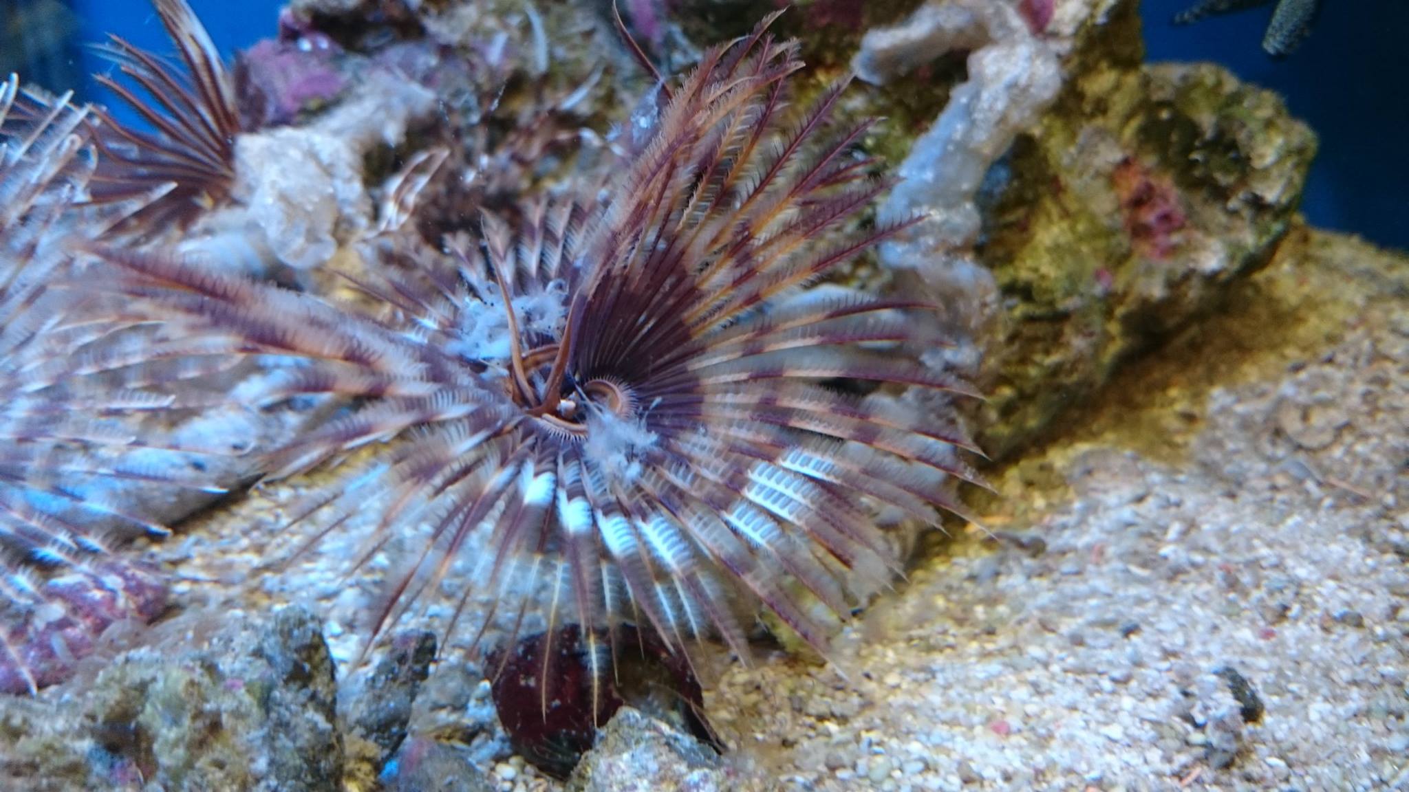 ***New MARINE livestock... - Maidenhead Aquatics Thornbury