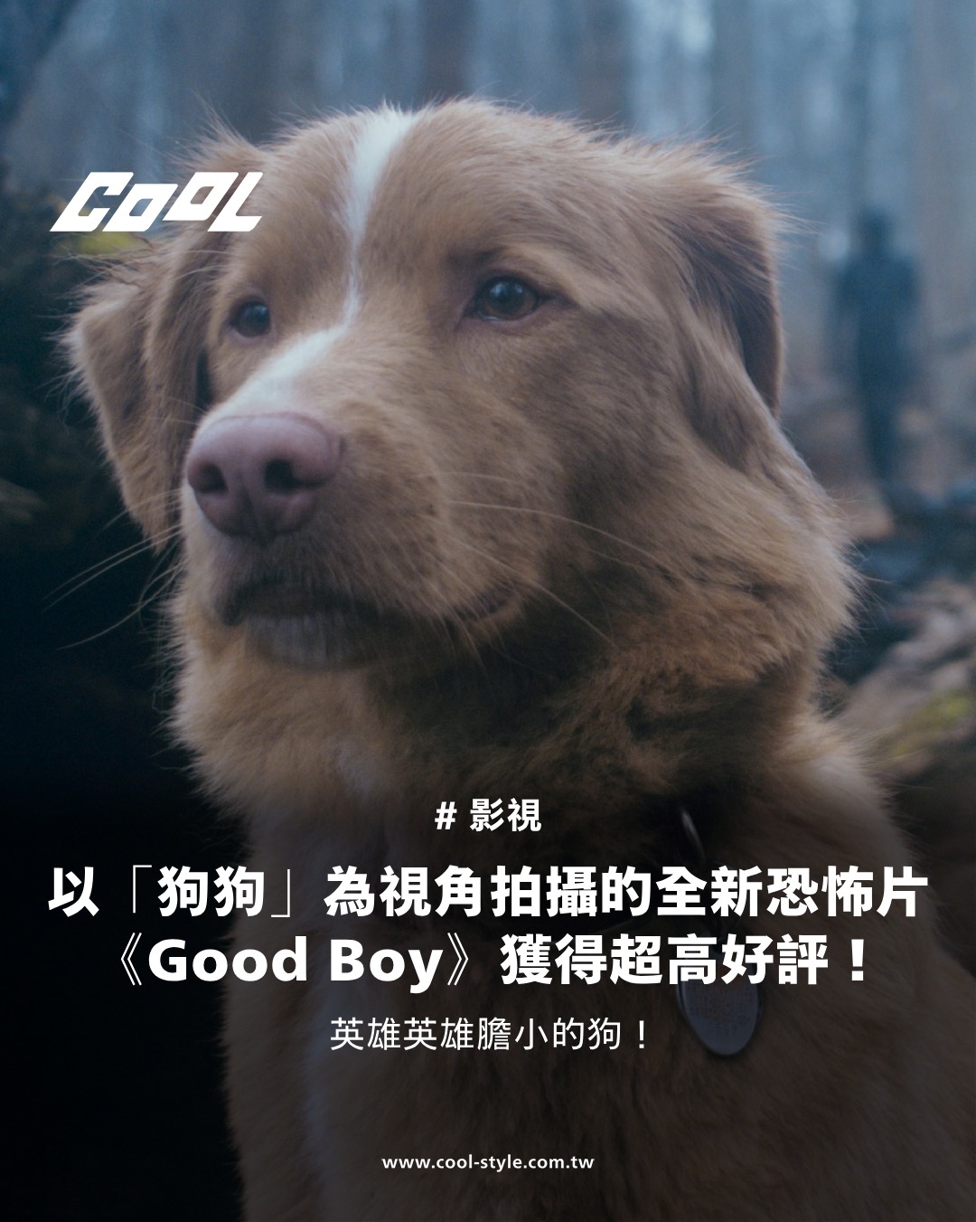 COOL 潮流生活網 - 狗狗 Indy 的表演受到高度讚譽，甚至獲得 SXSW 影展頒發的獎項！（文章連結置於留言處） | Facebook