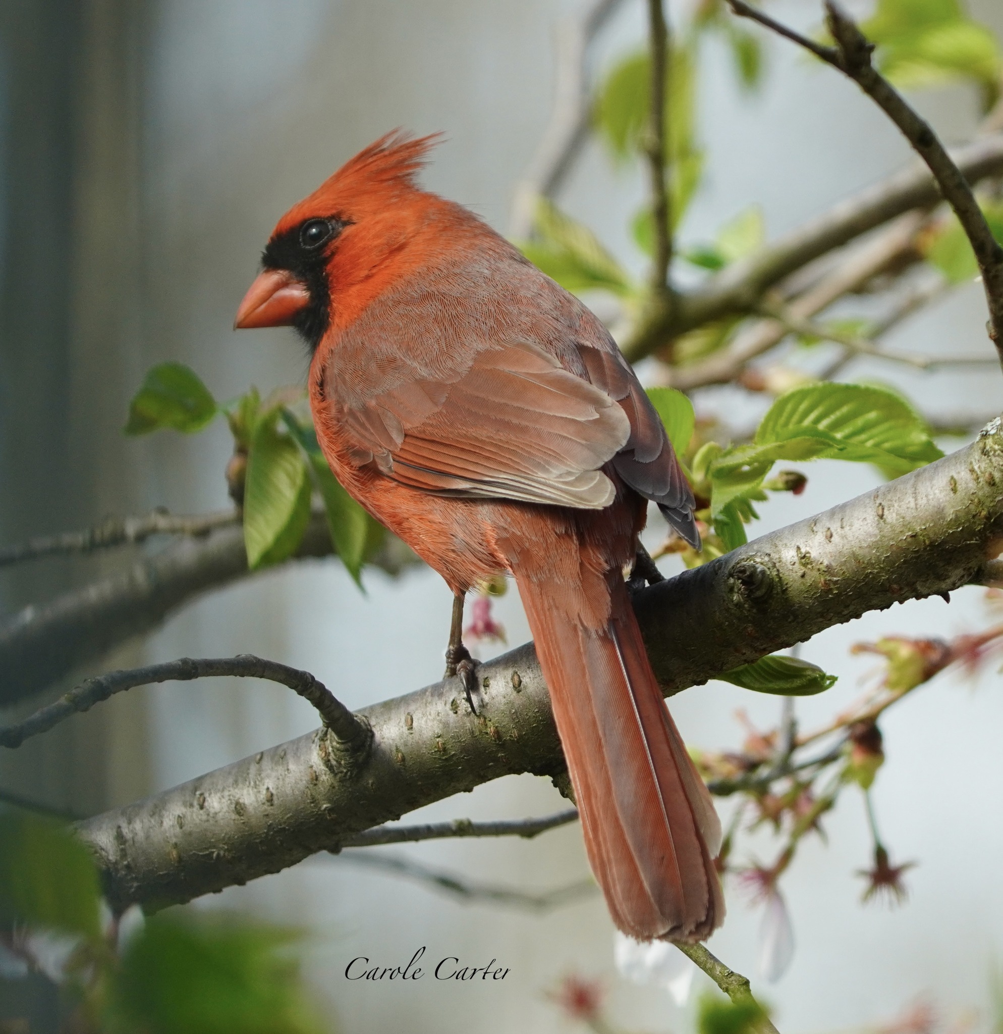 Each - Visit on a Spring Morning.. - Male Cardinal on an April Morning ...