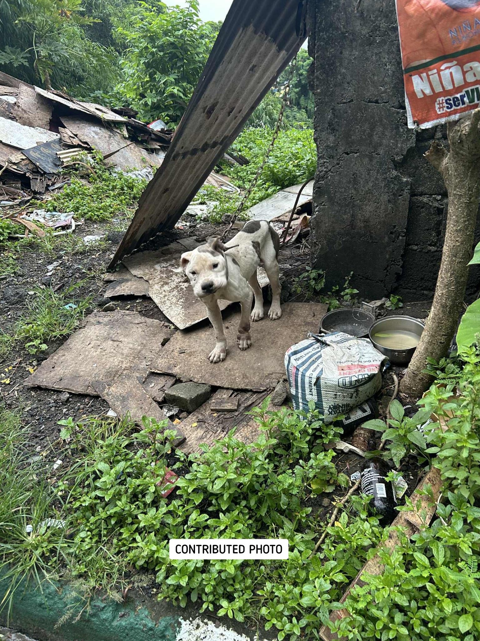 Happy - UPDATE: THE DOG HAS BEEN RESCUED NA DAW BY Loved by the Gapz ...