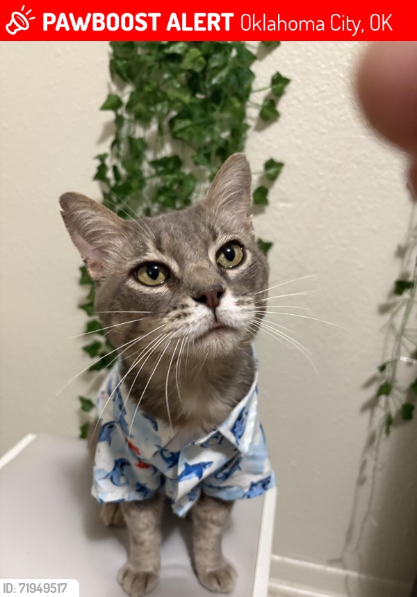 Venus lost cat in Oklahoma City OK near 52nd and Western