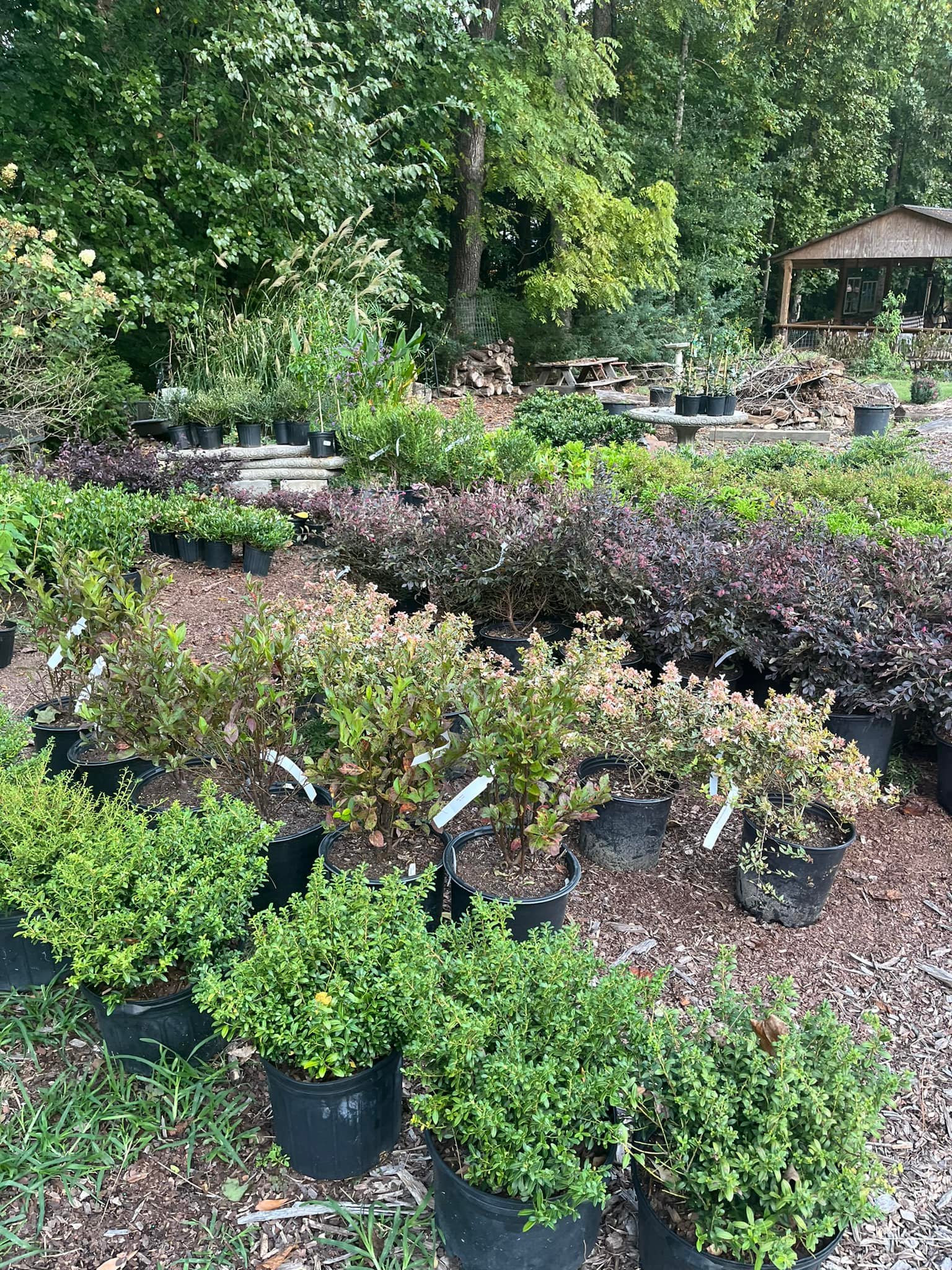 Springwater Sprouts Propagation and Plant Nursery