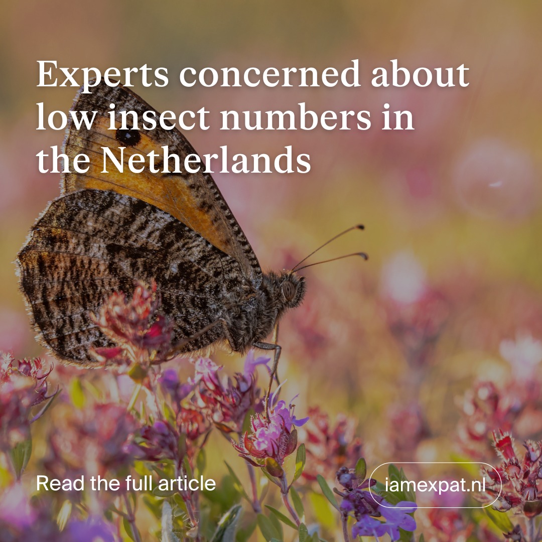 IamExpat - Declining insect numbers have an effect on the rest of the ...