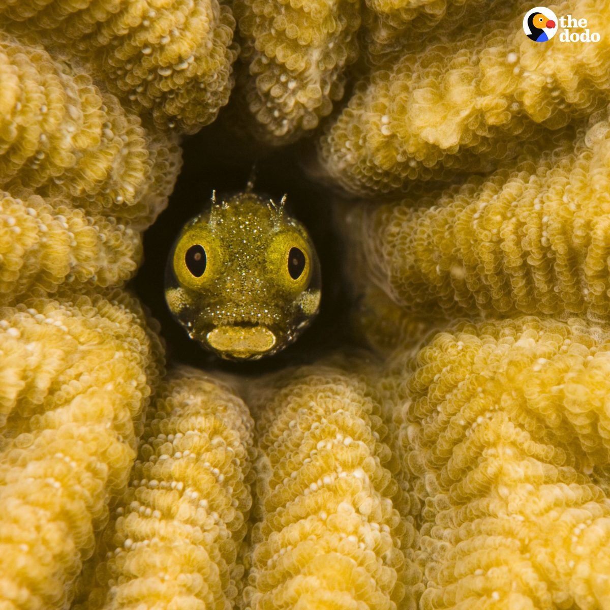 The Dodo - Do you know what kind of fish this is? | Facebook