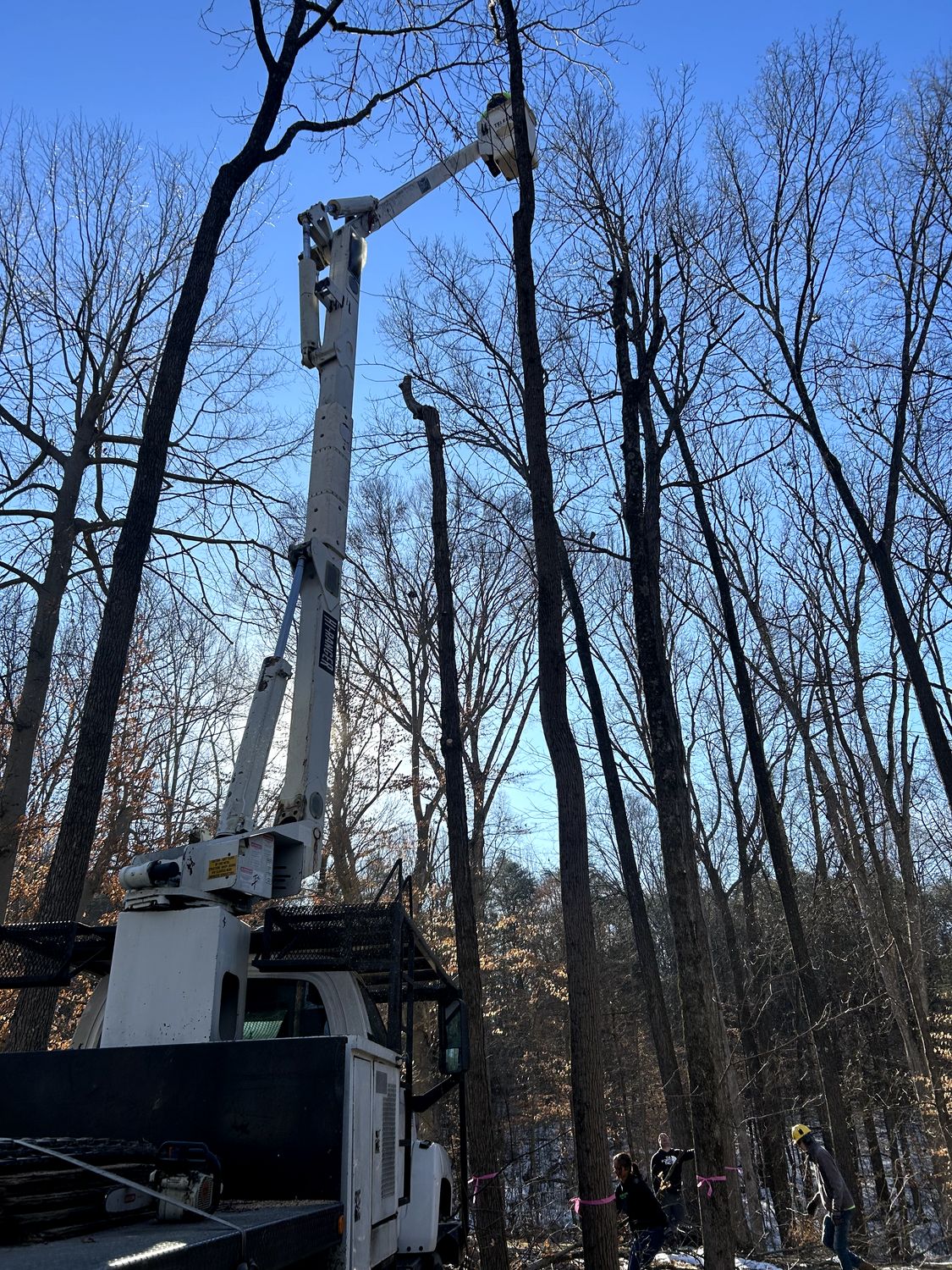 Lightning Tree Service LLC | Corydon IN