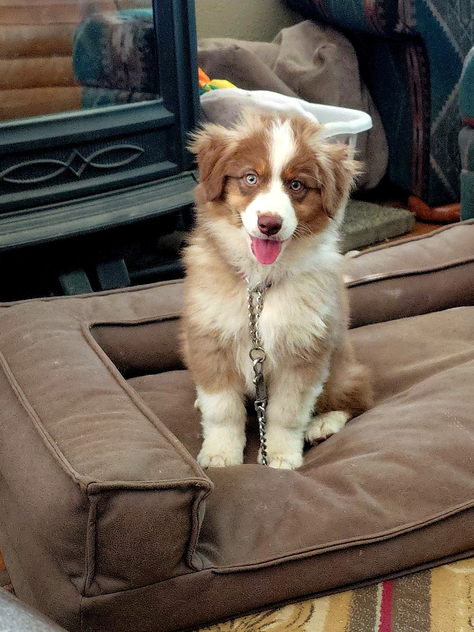 Wiggle - Bratwurst is taking a well-earned break on his pillow after a ...