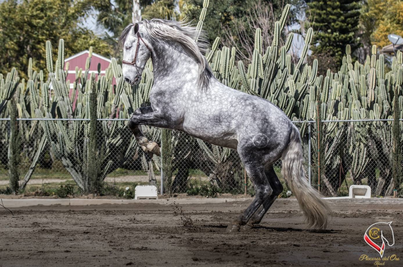 Placeres Del Oro Ranch | Ontario CA