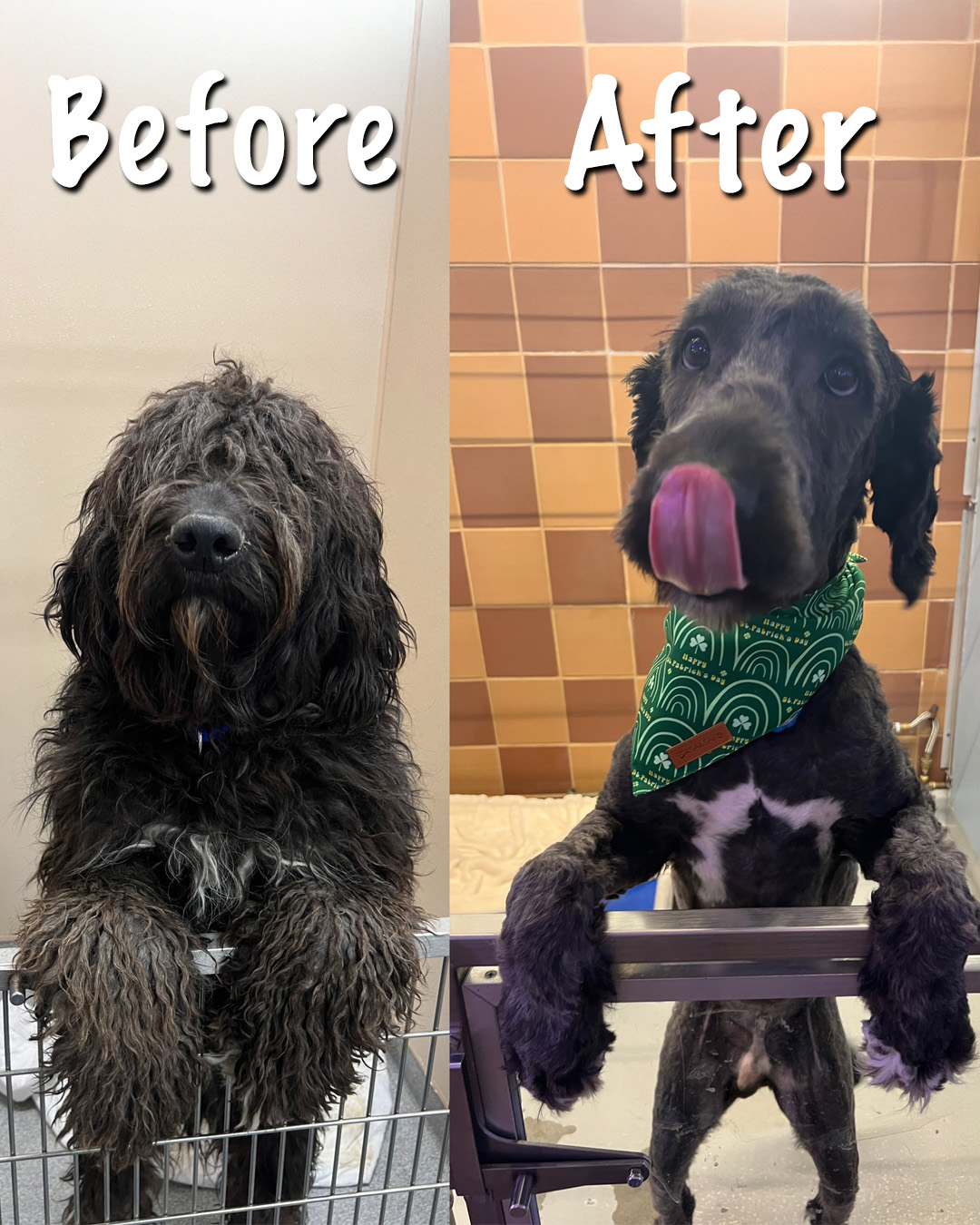 North - Meet Walter, the 3-year-old Doodle mix who went from ruff to ...