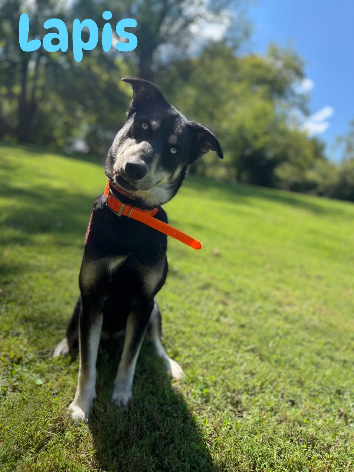 Meet Lapis... - Friends of the Blount County Animal Center | Facebook