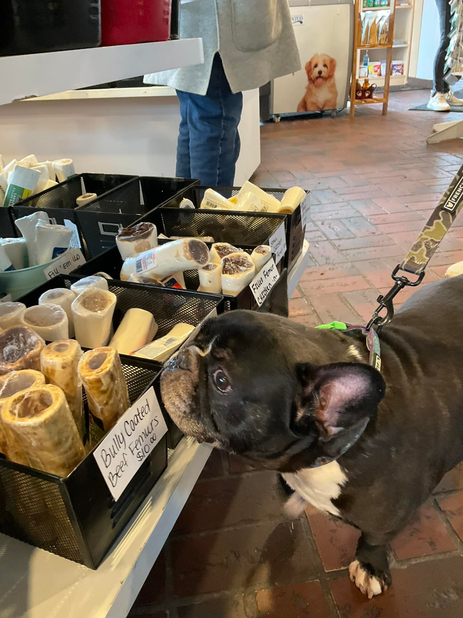 Poochey Chef | Duncansville PA