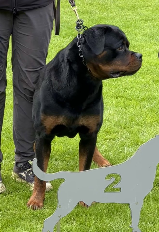 Von Der Rod Rottweilers added a... - Von Der Rod Rottweilers