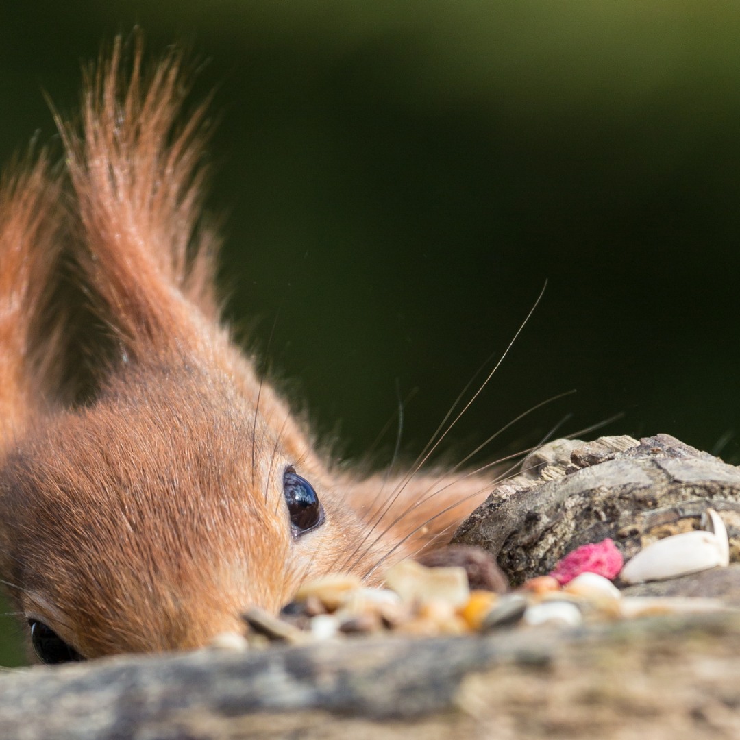 Lancashire - Peek-a-boo! 👀 Red squirrels are rare in our region but ...
