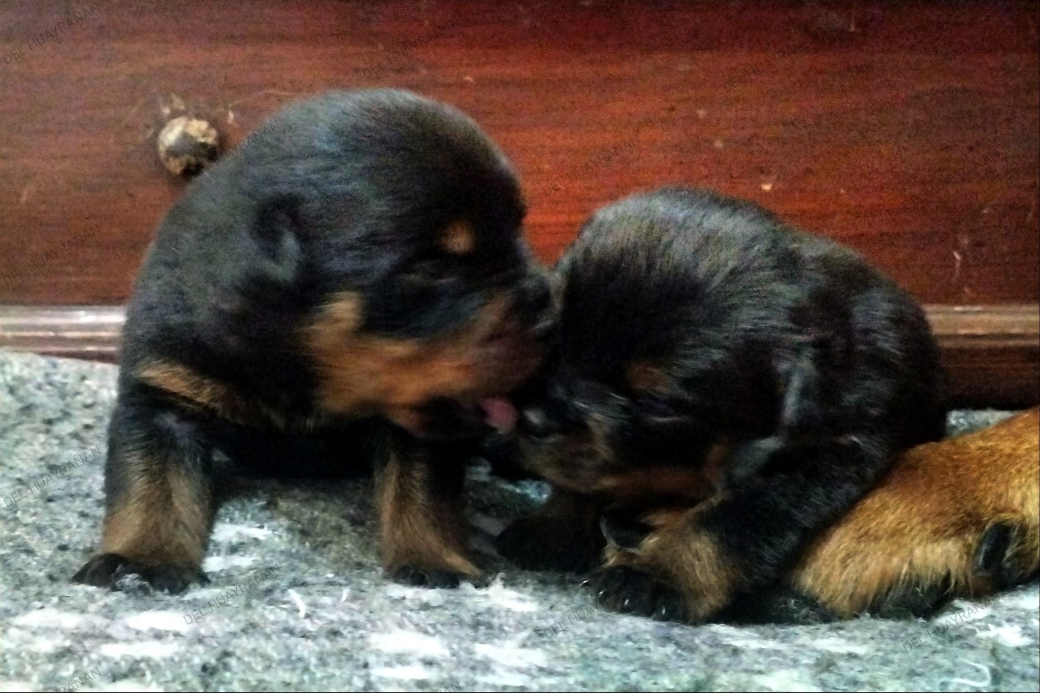 Rottweilers - 🧸🍼🐾17 DÍAS DE EDAD🐾🍼🧸 ️‍🔥𝐑𝐎𝐓𝐓𝐖𝐄𝐈𝐋𝐄𝐑𝐒 