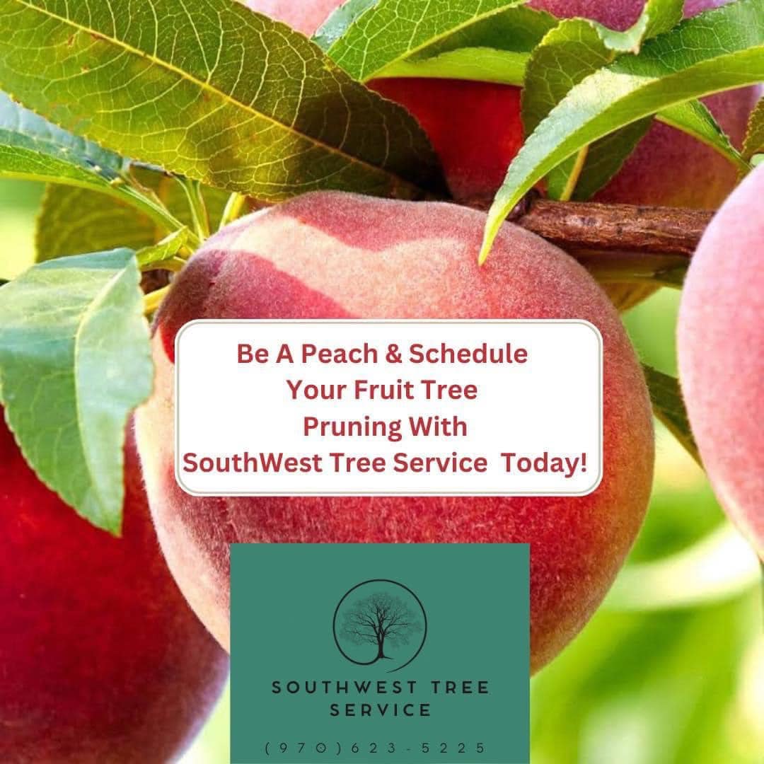 SouthWest Tree Service | Olathe CO