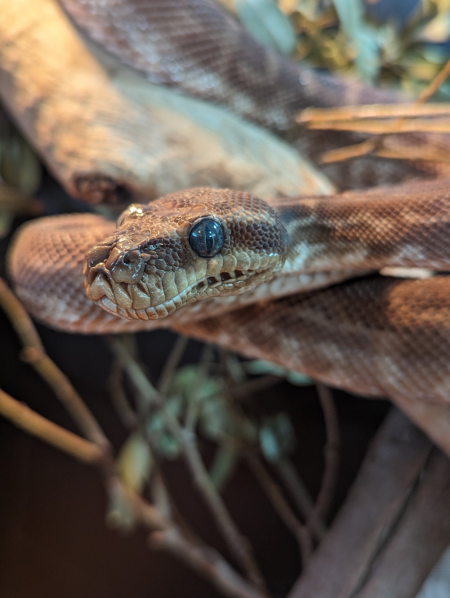 Adelaide Zoo - It’s World Snake Day! 🐍 Today we’re... | Facebook