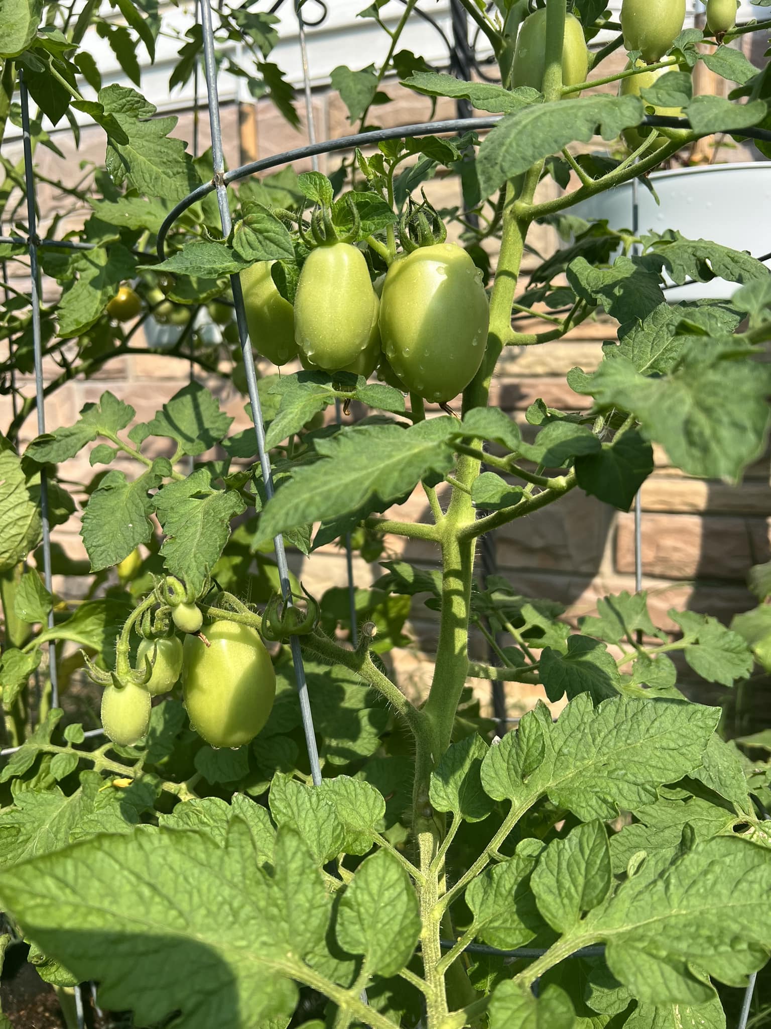 Tomato 'San Marzano' 4 Pot - Hello Hello Plants