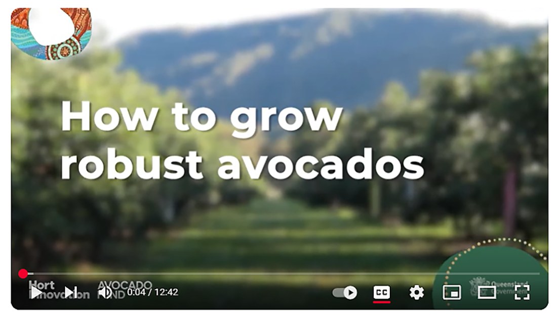 Avocados - The NEW video “How to grow robust avocados” produced by ...