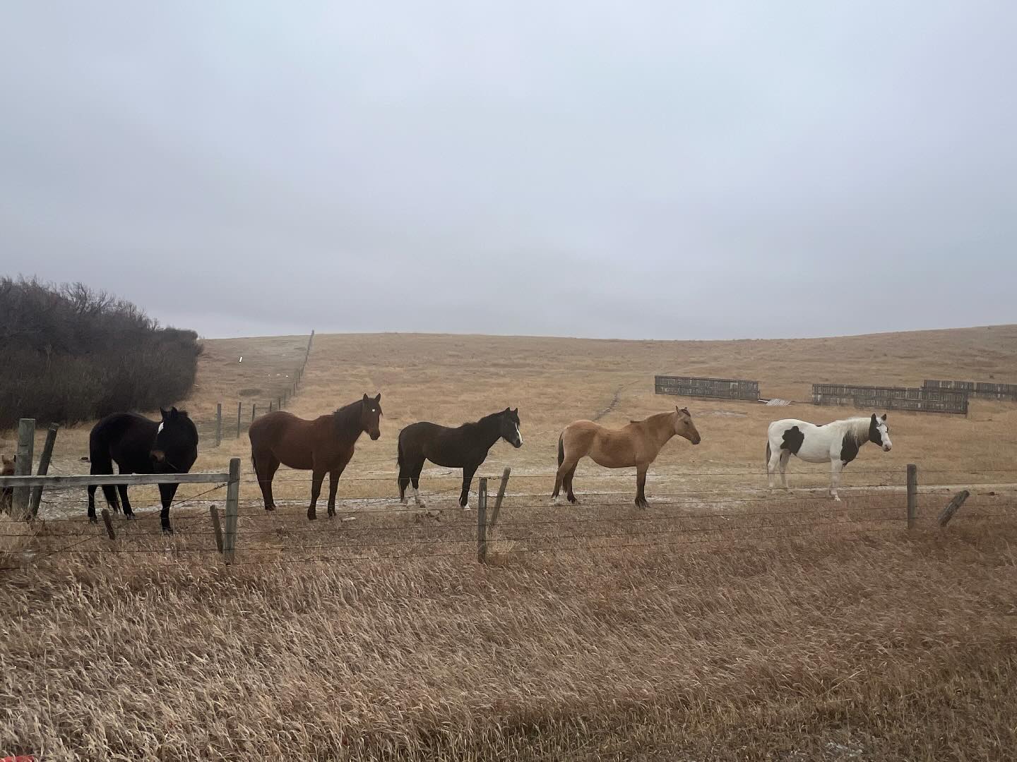 Blue Rein Ranch Counselling & Animal Assisted Therapy | Fort Macleod AB