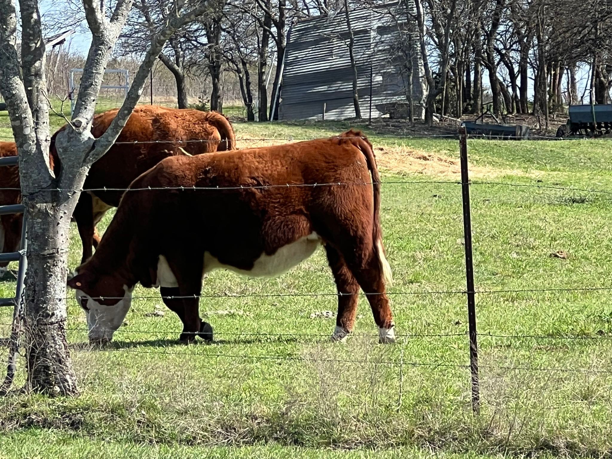 Triple Creek Farm Herefords... - Triple Creek Farm Herefords