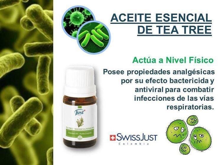 JustBienestar - Conoces los beneficios del Tea tree, te...