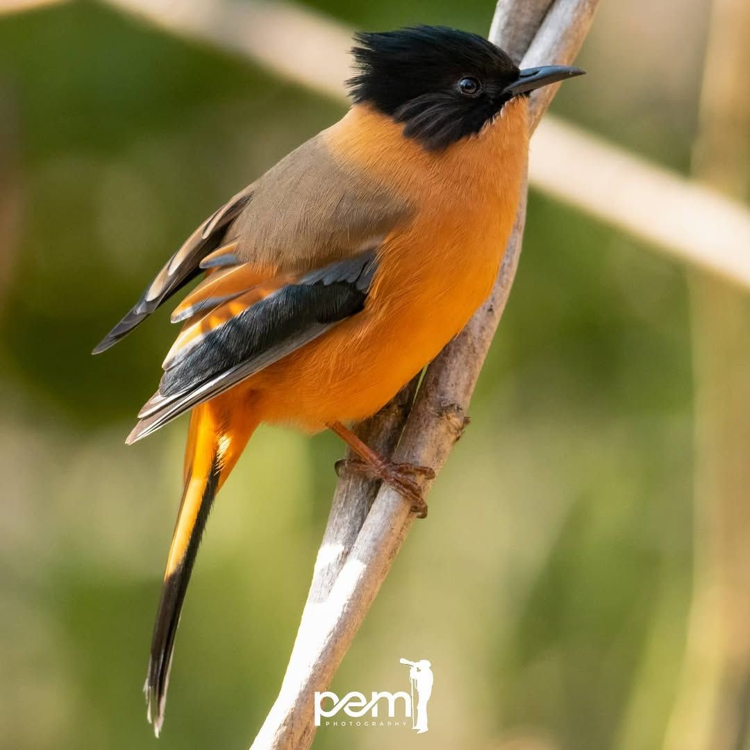 Wondershots - Rufous Sibia. The rufous sibia (Heterophasia capistrata ...