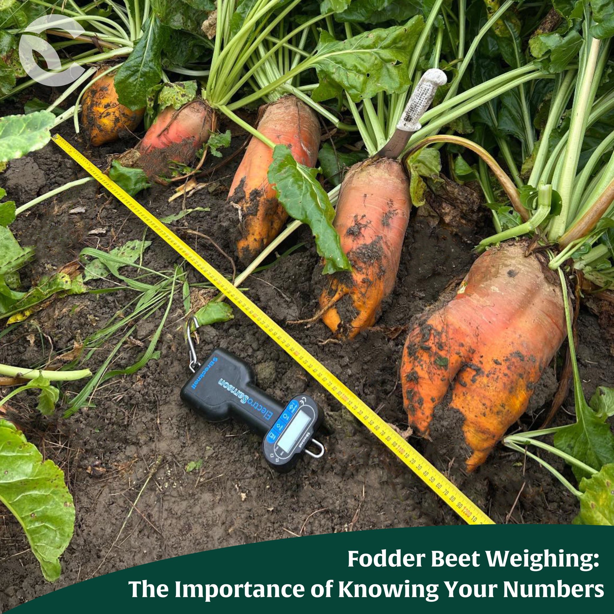 Catalyst - Fodder Beet Weighing: The Importance of Knowing Your Numbers ...