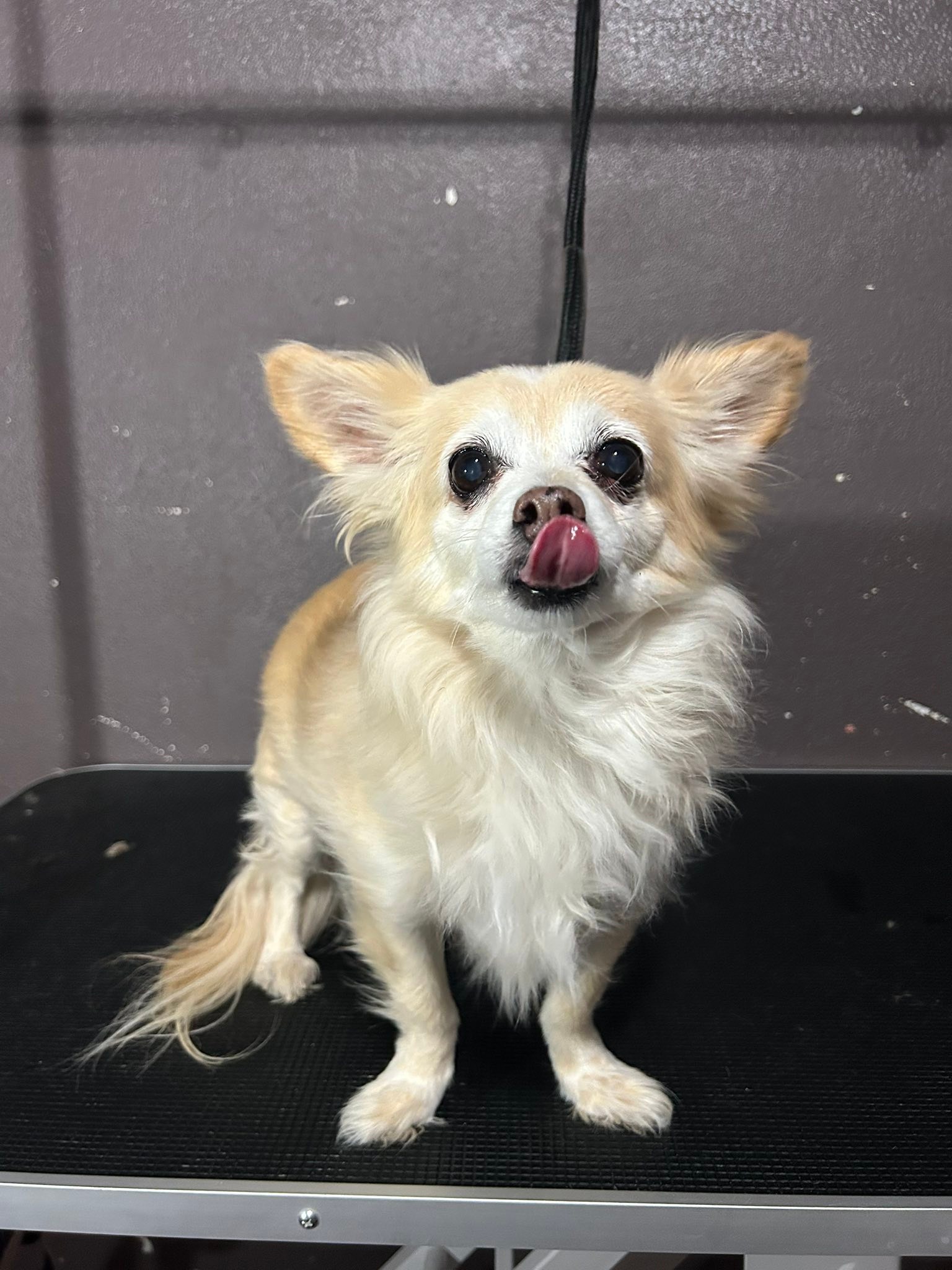 Ali’s Ruff To Ravishing Groomz | Odessa TX