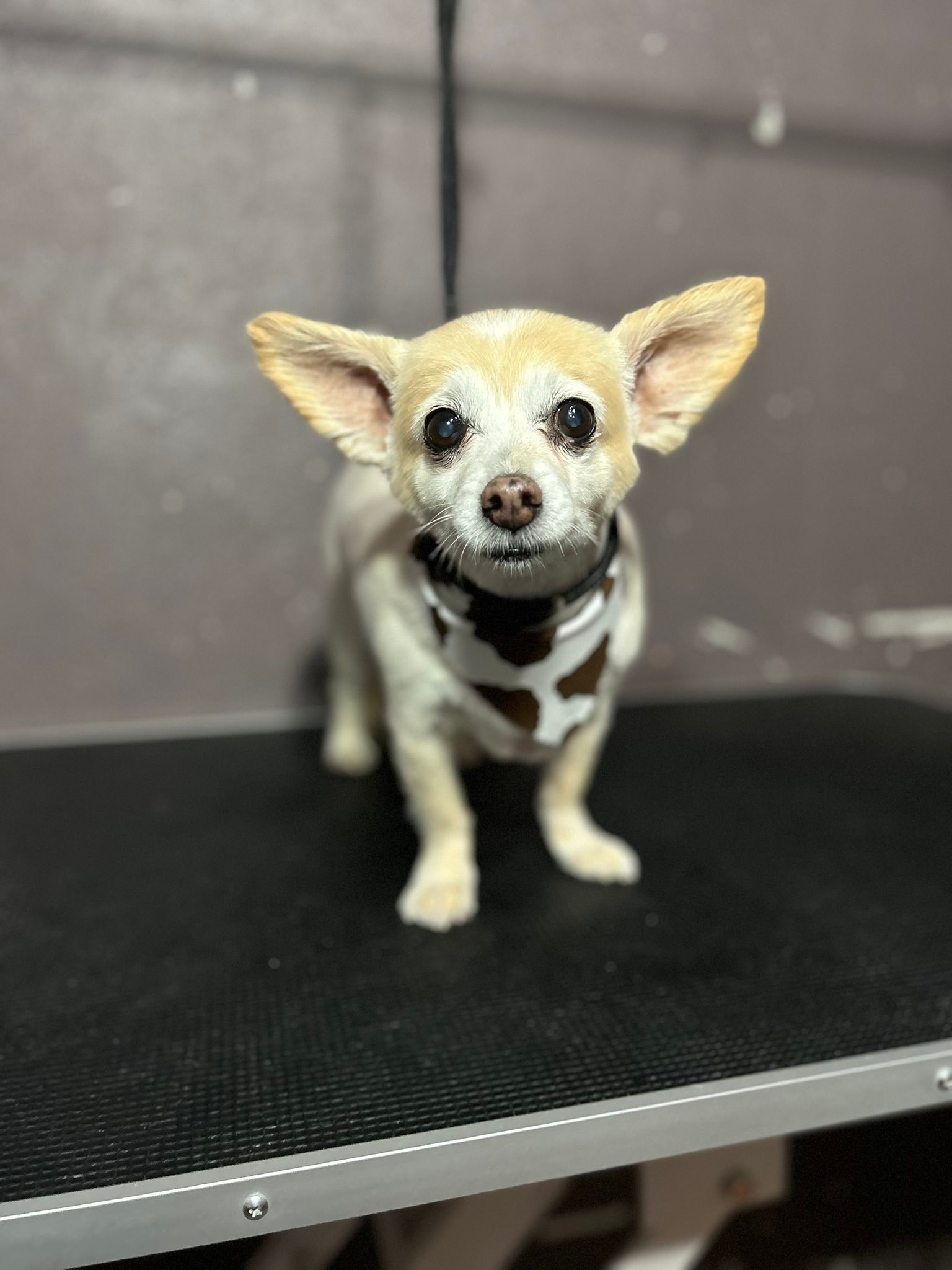 Ali’s Ruff To Ravishing Groomz | Odessa TX