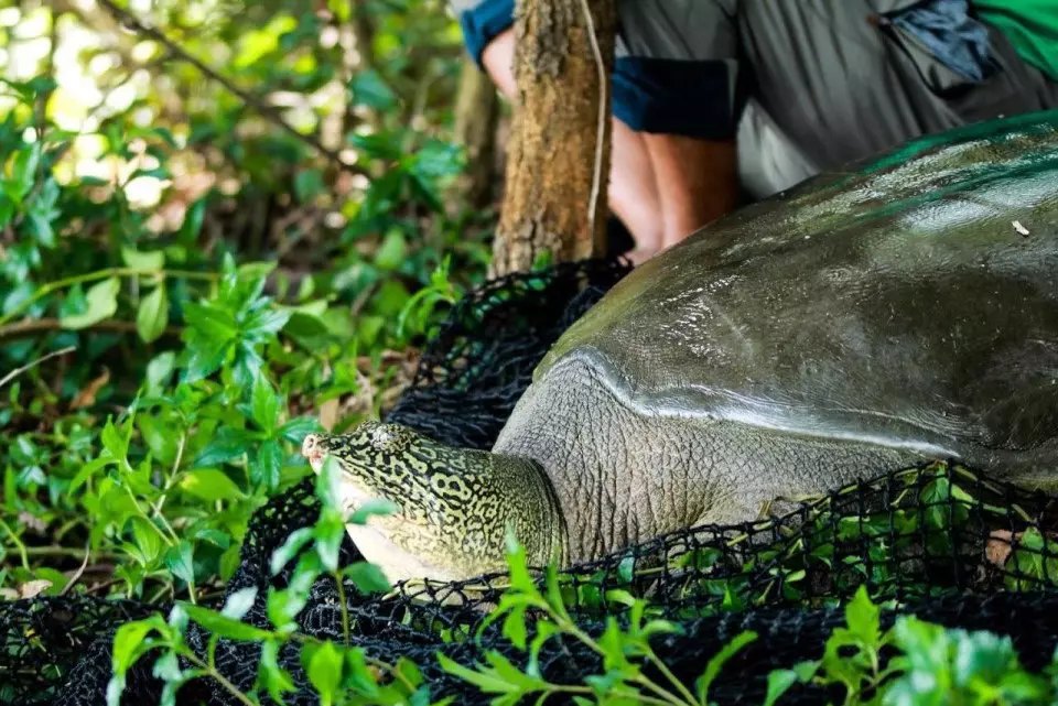 Mạng - 😢 BẠN CÓ BIẾT? 🐢 Rùa 