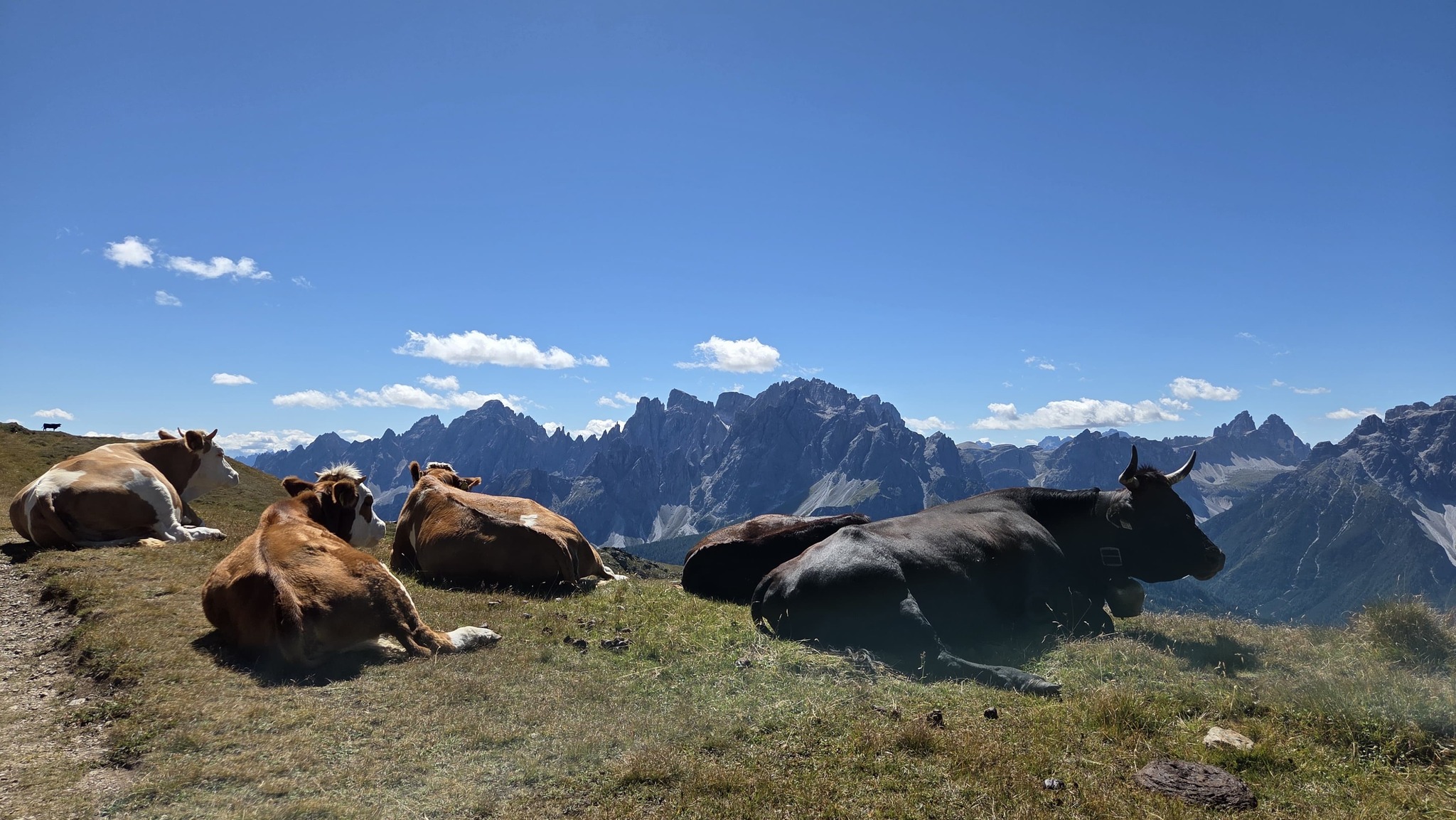 rinderzucht-tirol-innsbruck