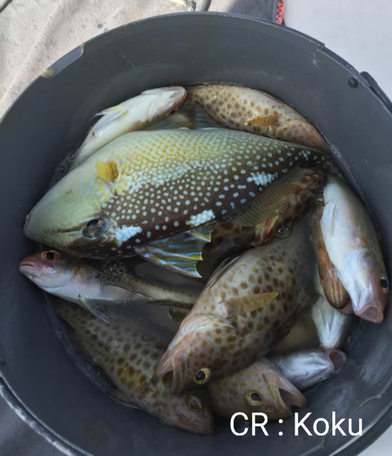 ตกปลากับเรามั้ย! ซักถัง... - กระชังปลาภูเก็ต Phuket fish farm | Facebook