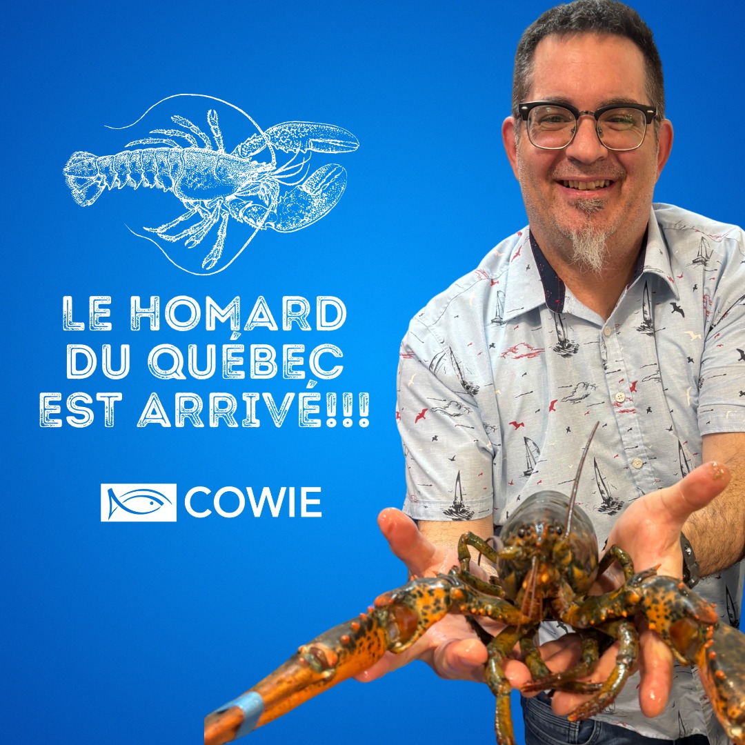 Poissonnerie - 🦞🎉 Il est enfin arrivé! Le tant attendu homard du Québec ...