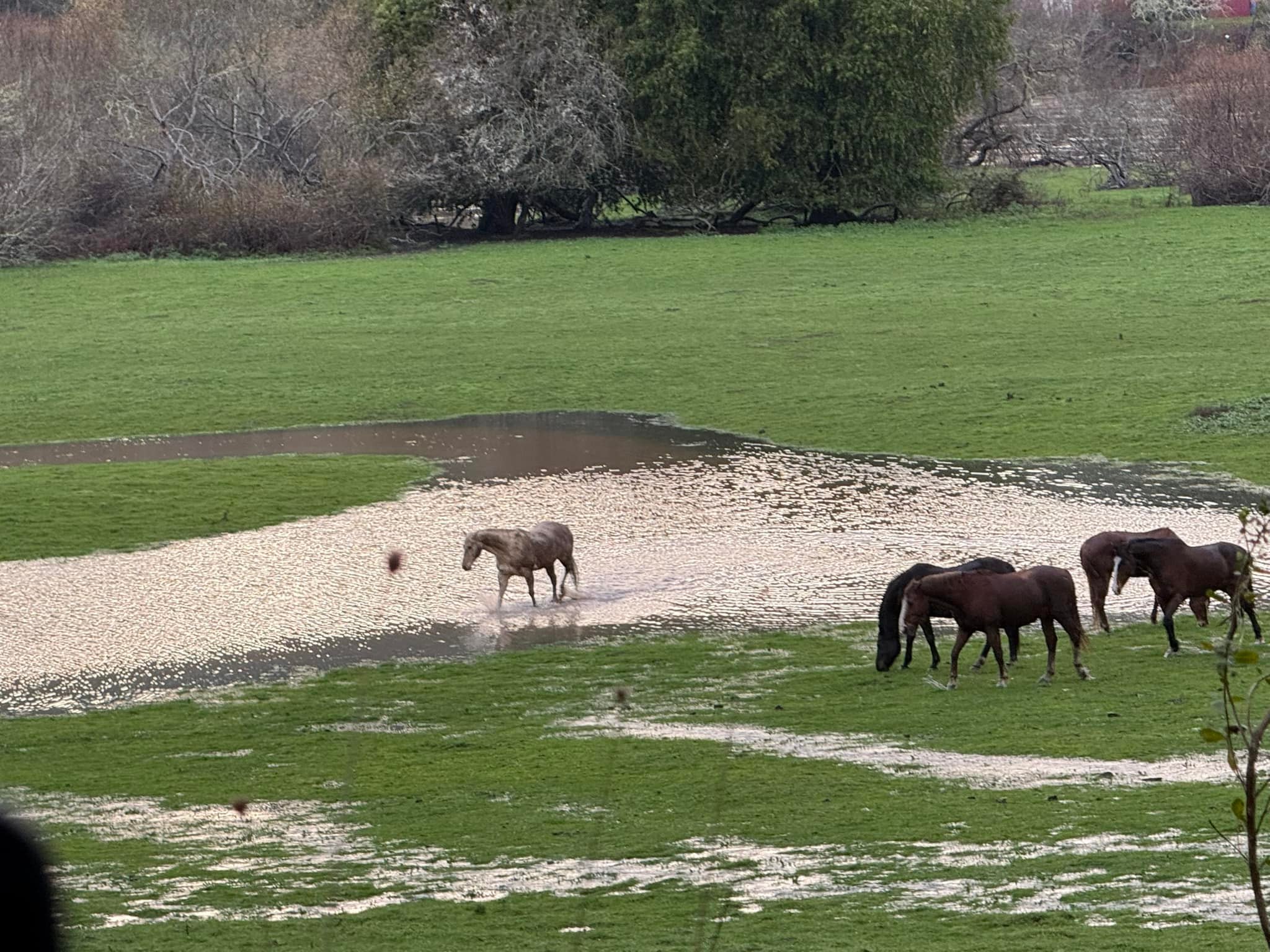 Casini Ranch Family Campground | Duncans Mills CA
