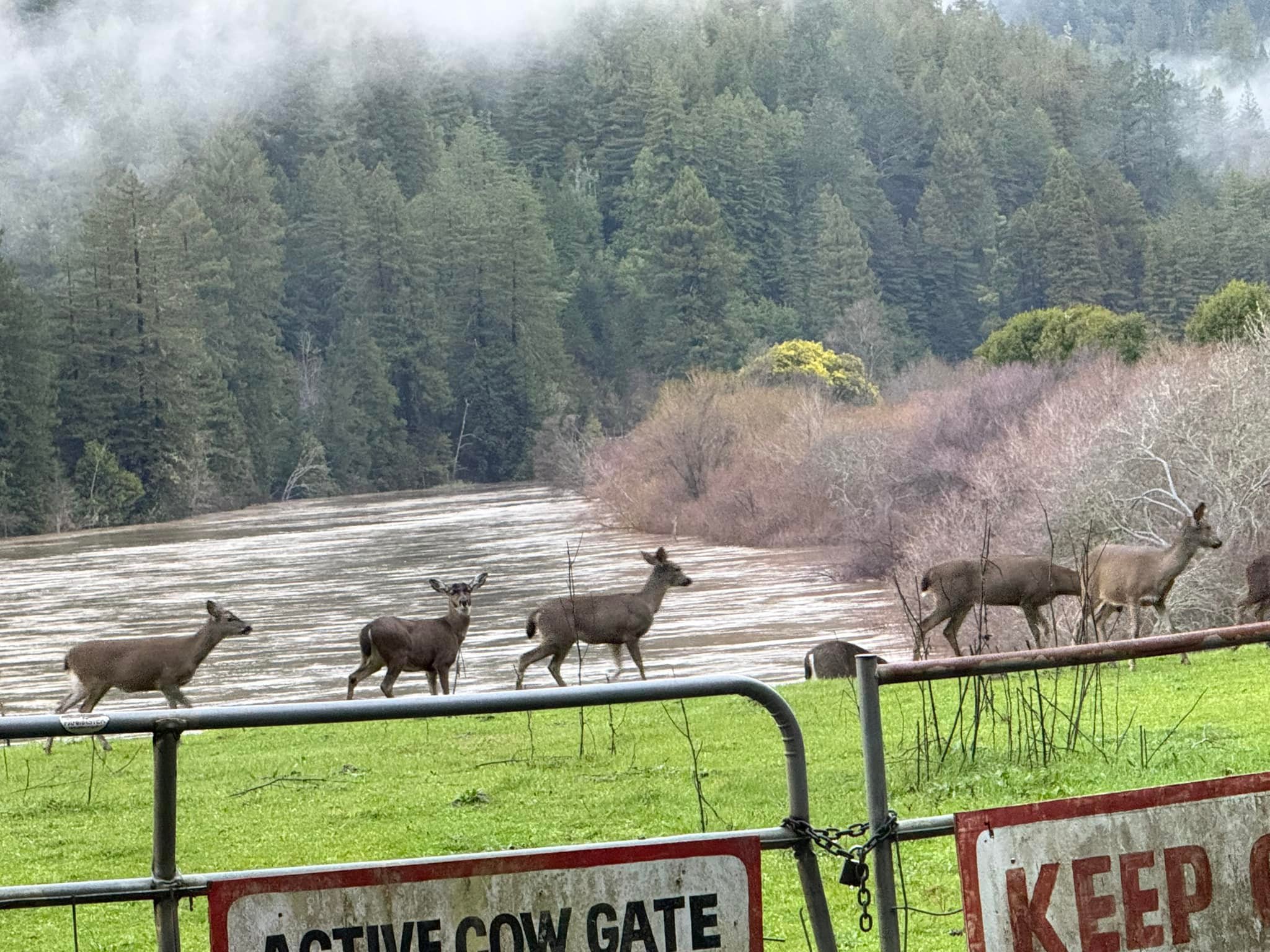 Casini Ranch Family Campground | Duncans Mills CA
