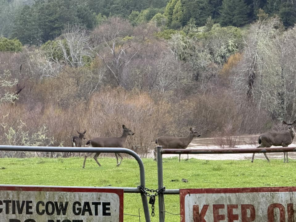Casini Ranch Family Campground | Duncans Mills CA