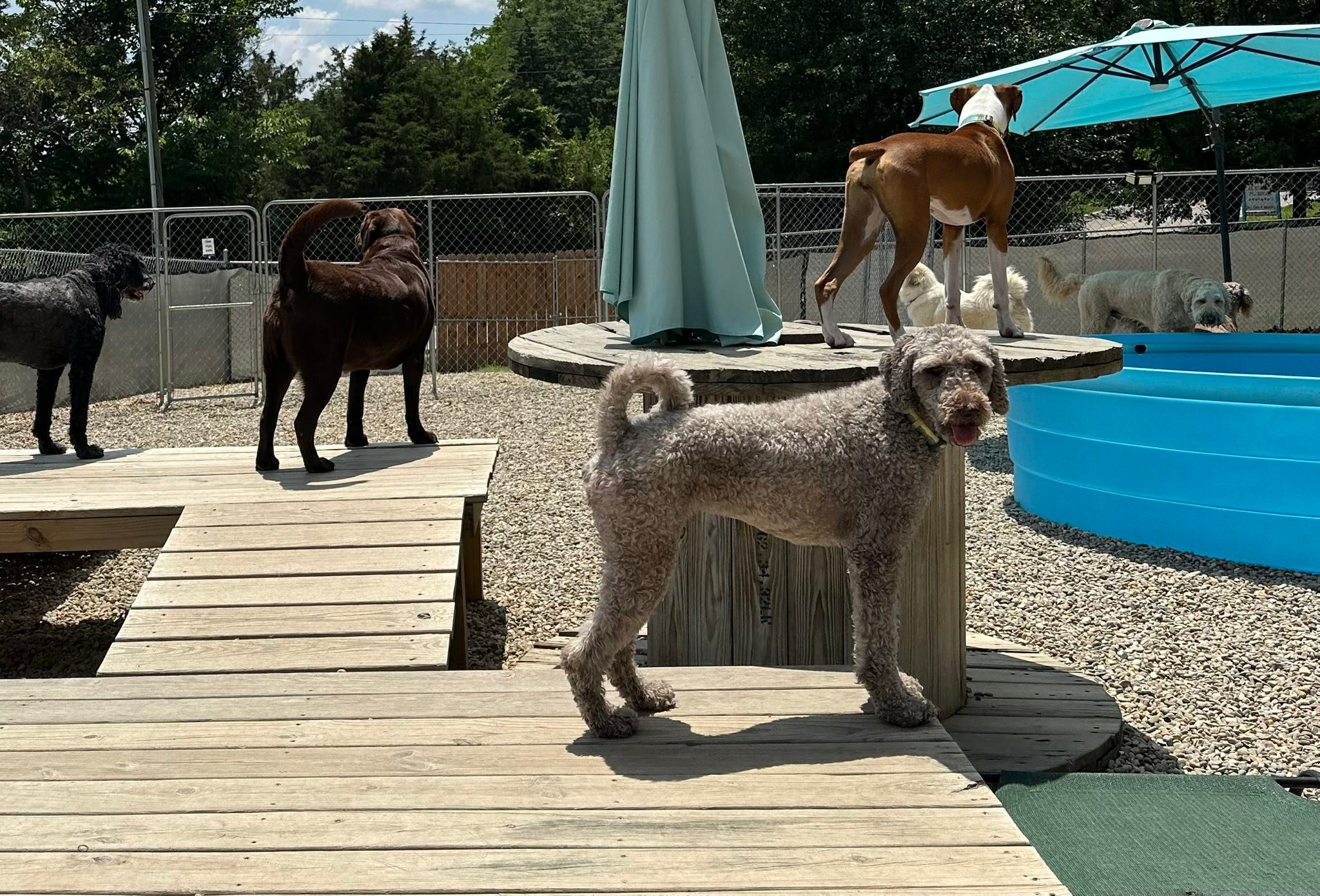 The RUFF Life Pet Resort added... - The RUFF Life Pet Resort