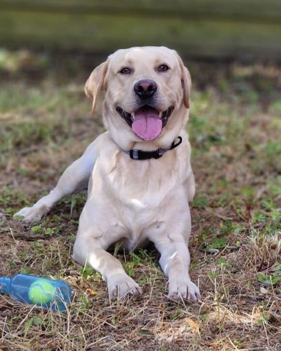 buddy　SARA 🐾 Meet Wilson – The Big, Bouncy Bundle of Joy! 🐾 Looking for a